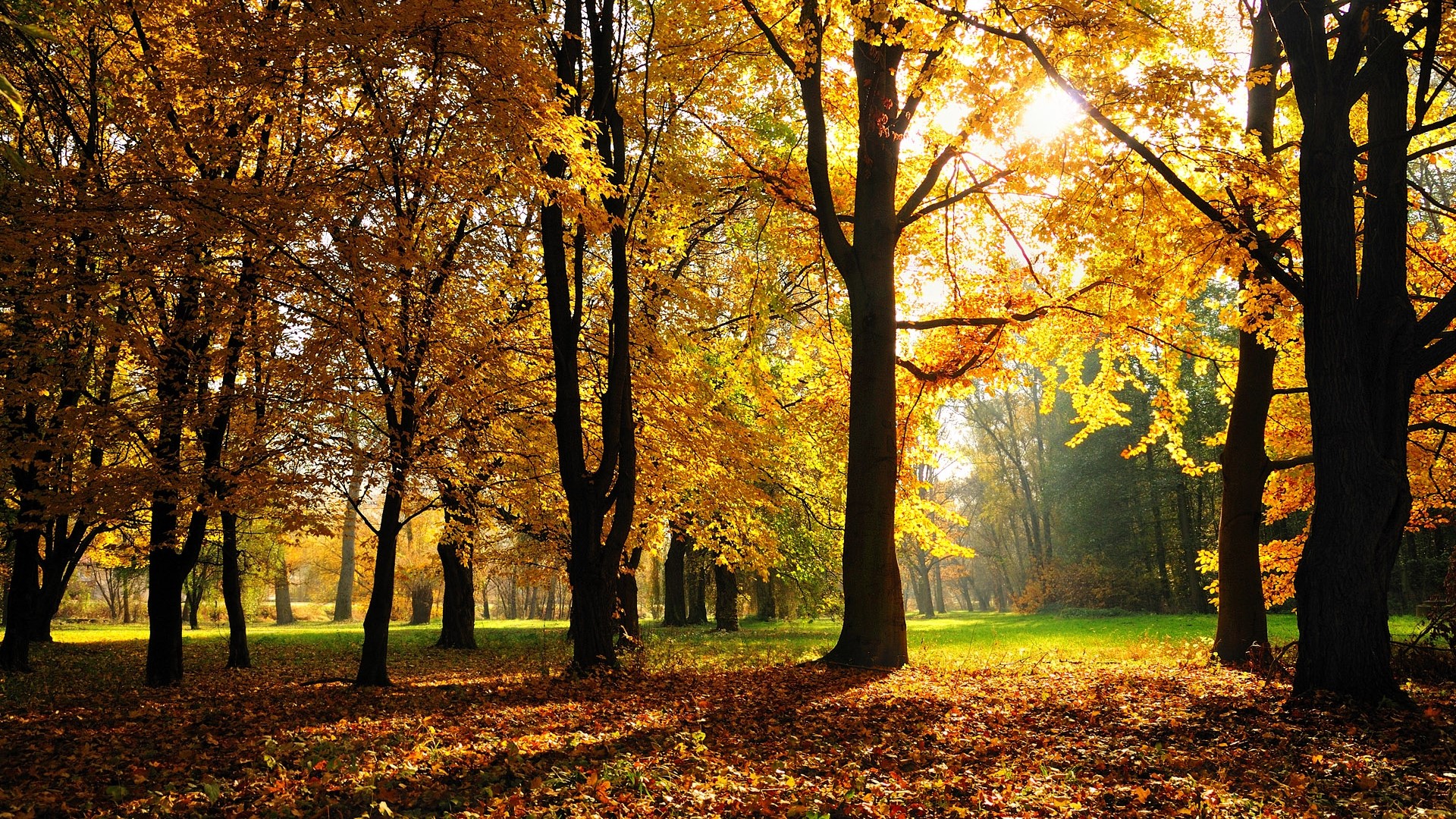 Autumn forest with golden leaves and sunlight HD Wallpaper