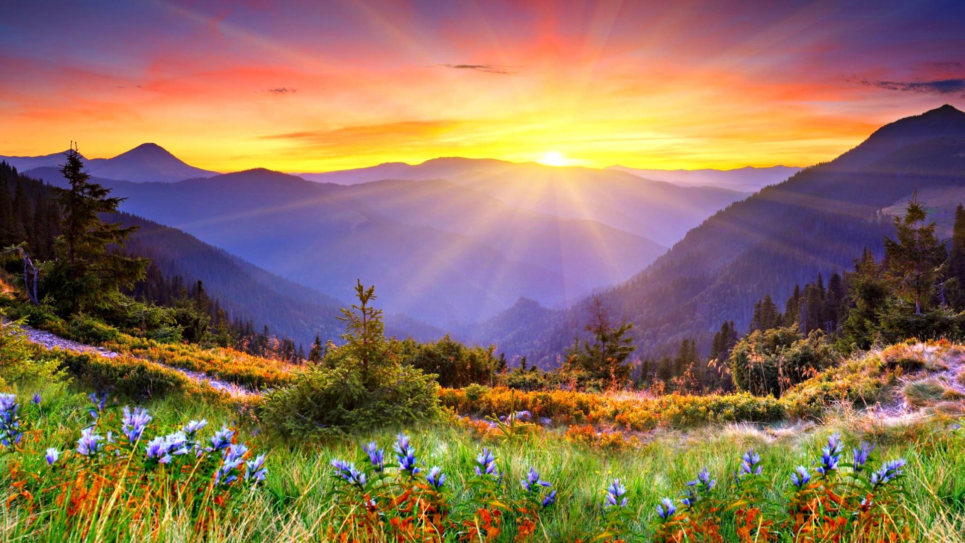 Sunrise over mountains with wildflowers HD Wallpaper