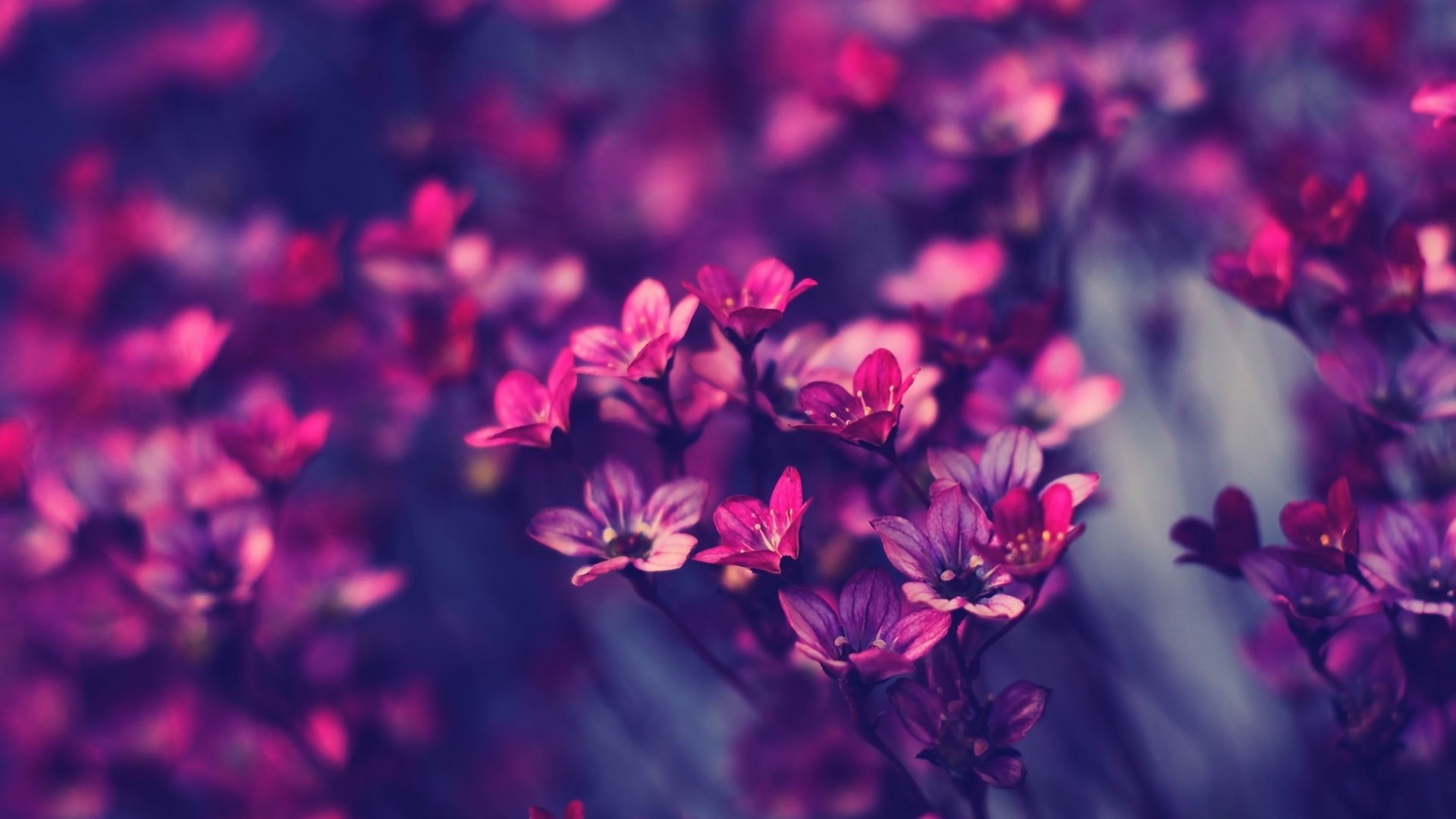 Close-up of Pink and Purple Flowers HD Wallpaper