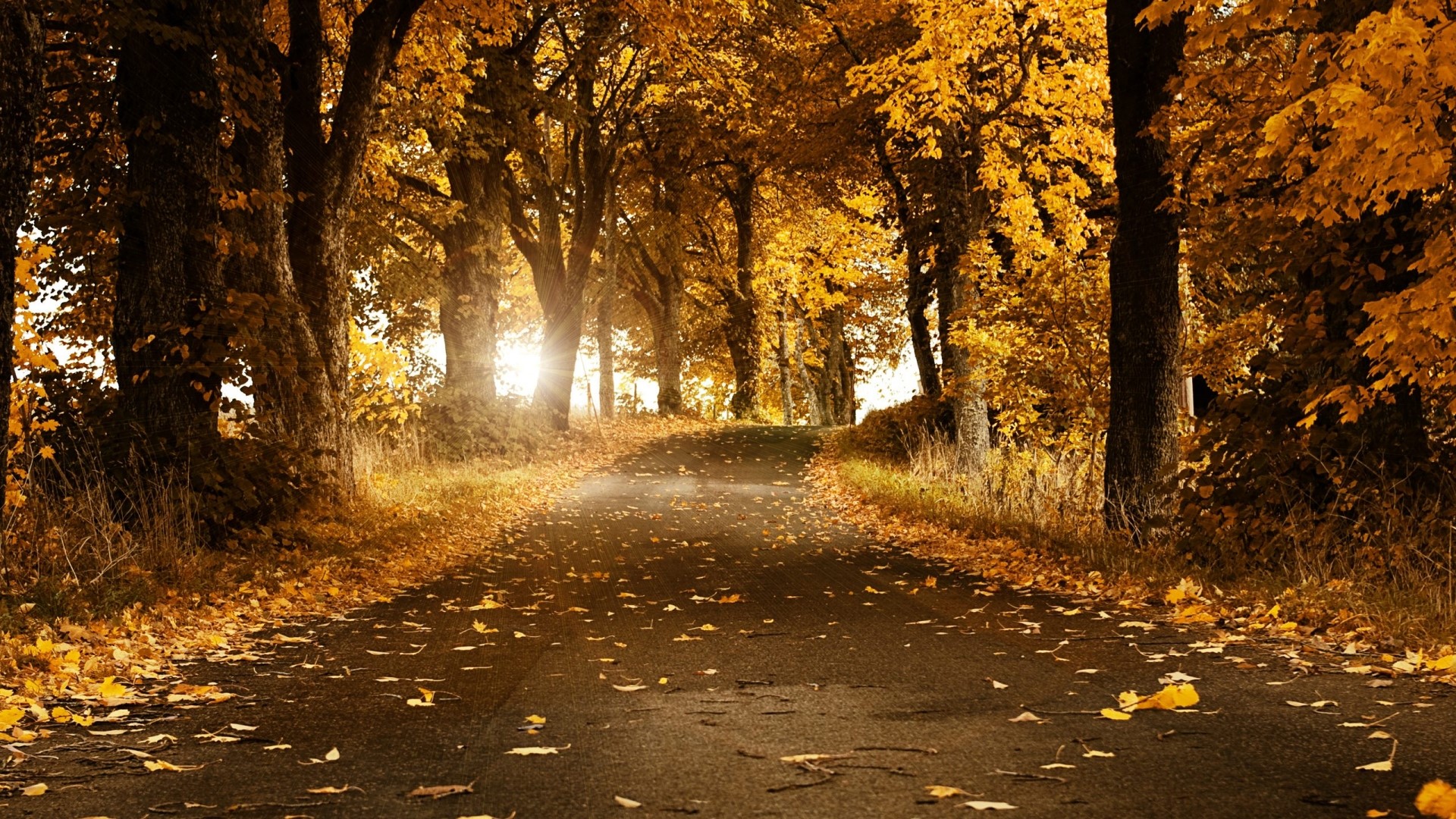 Autumn forest road with fallen leaves HD Wallpaper