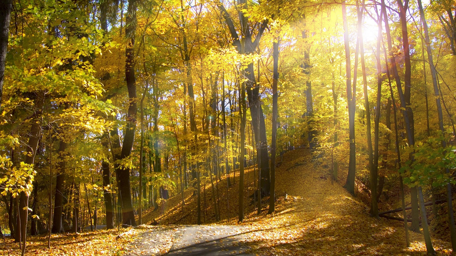 Sunlight filtering through autumn forest trees HD Wallpaper