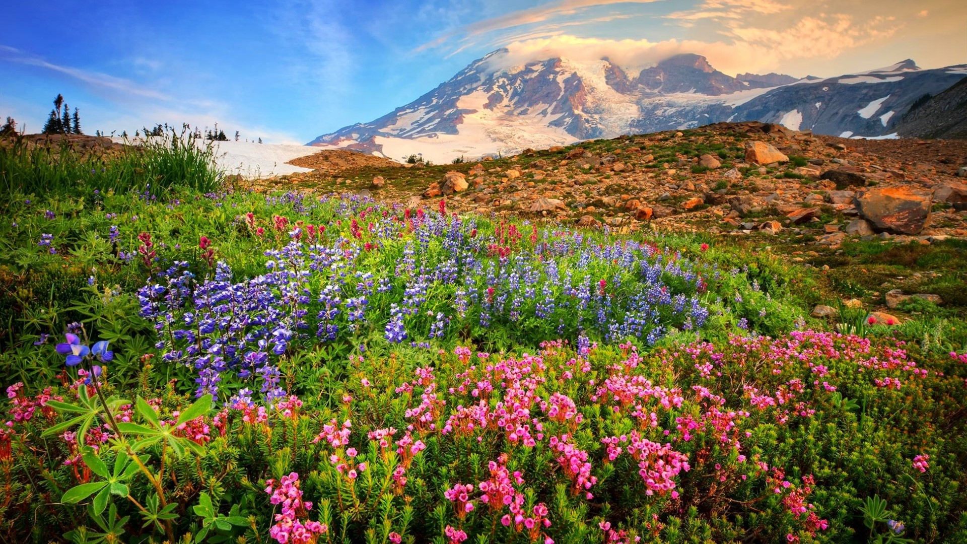 Wildflowers in bloom with a snow-capped mountain landscape HD Wallpaper