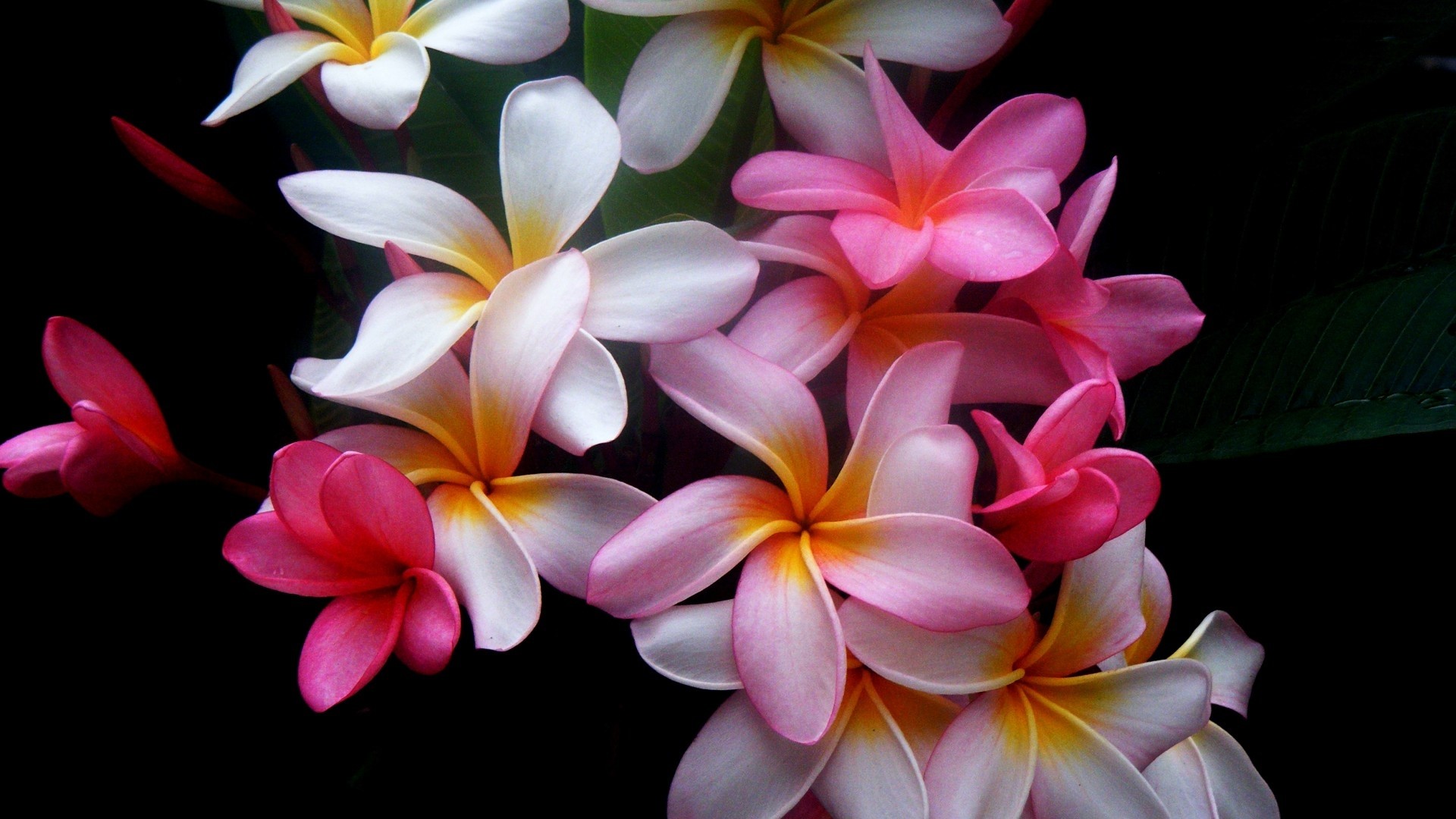 Plumeria flowers with pink and white petals HD Wallpaper