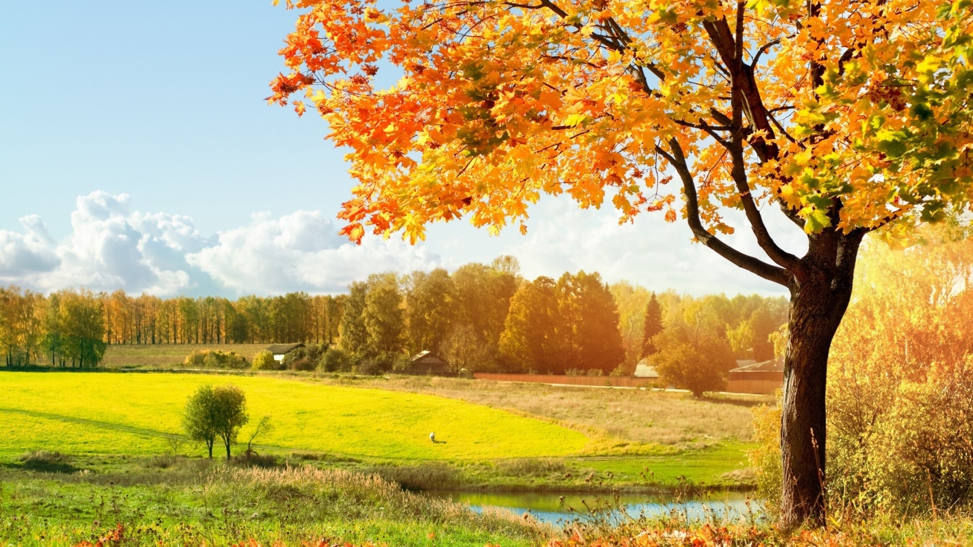 Autumn Fall Season Scenery with Colorful Trees HD Wallpaper