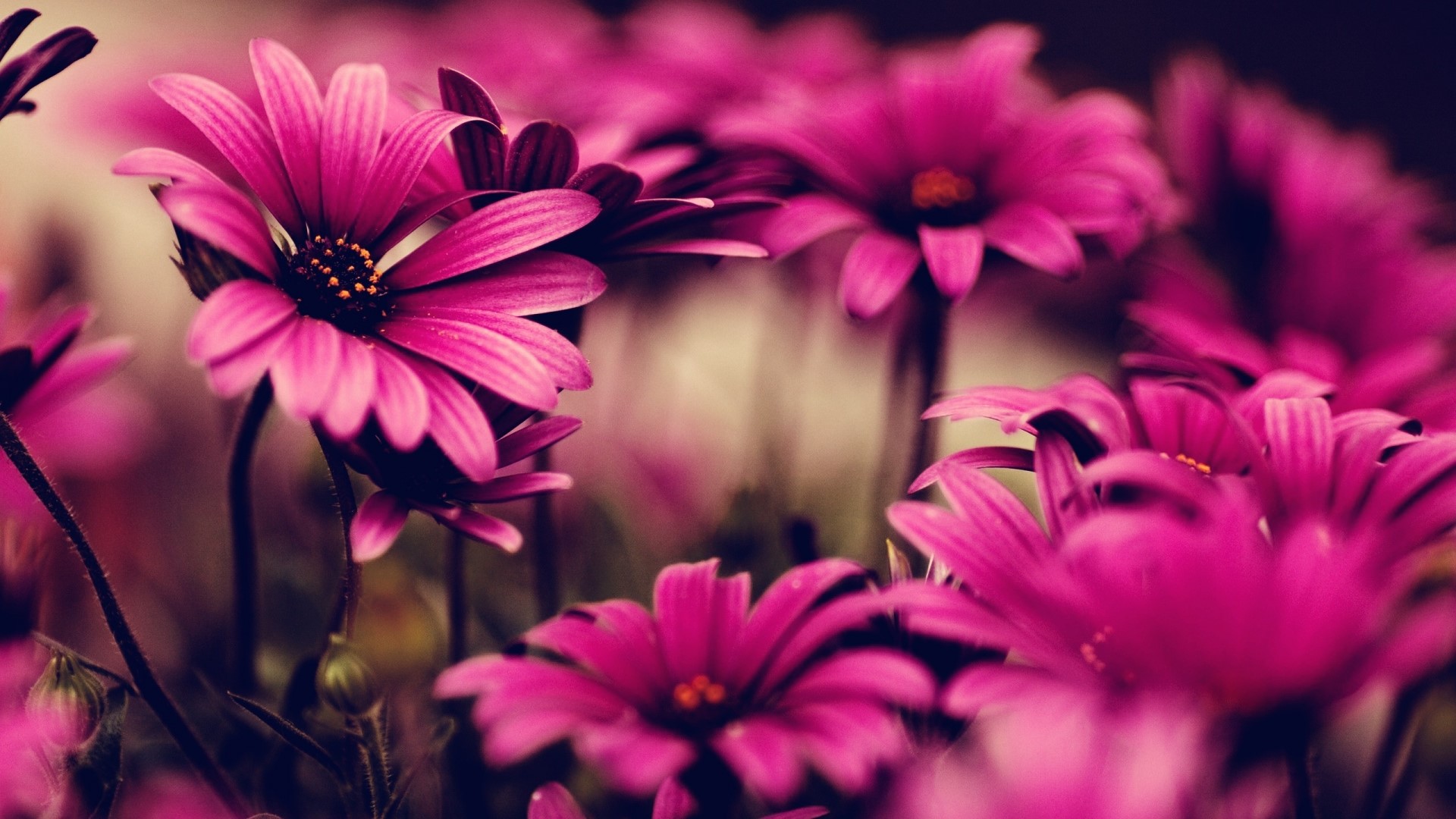 Close-up of vibrant pink daisy-like flowers HD Wallpaper