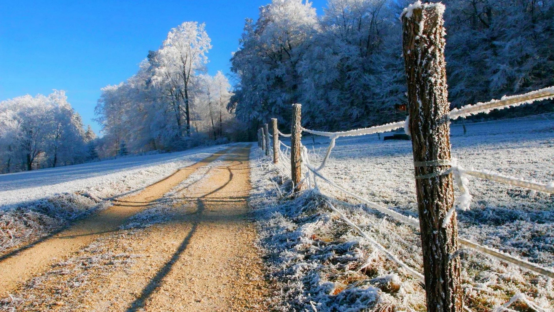 Winter road with frosted trees and fence HD Wallpaper