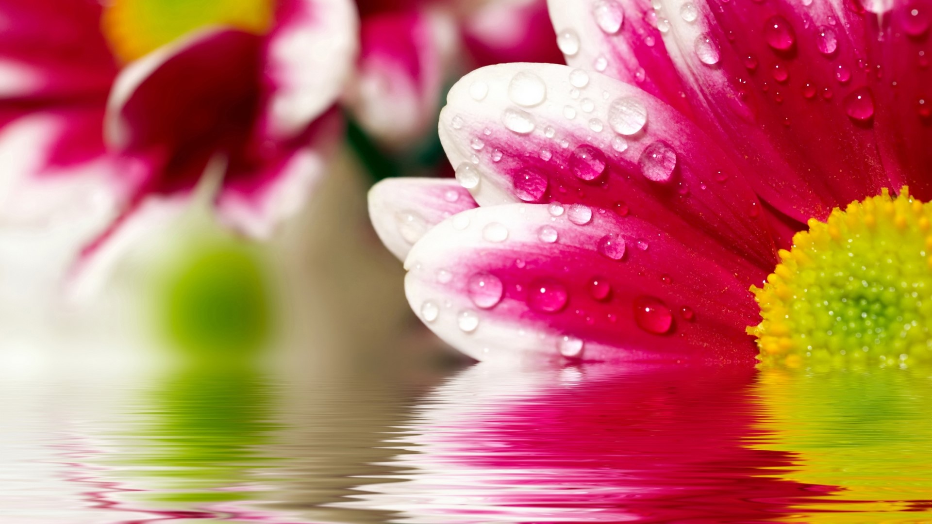 Pink and white flowers with water droplets and reflections HD Wallpaper