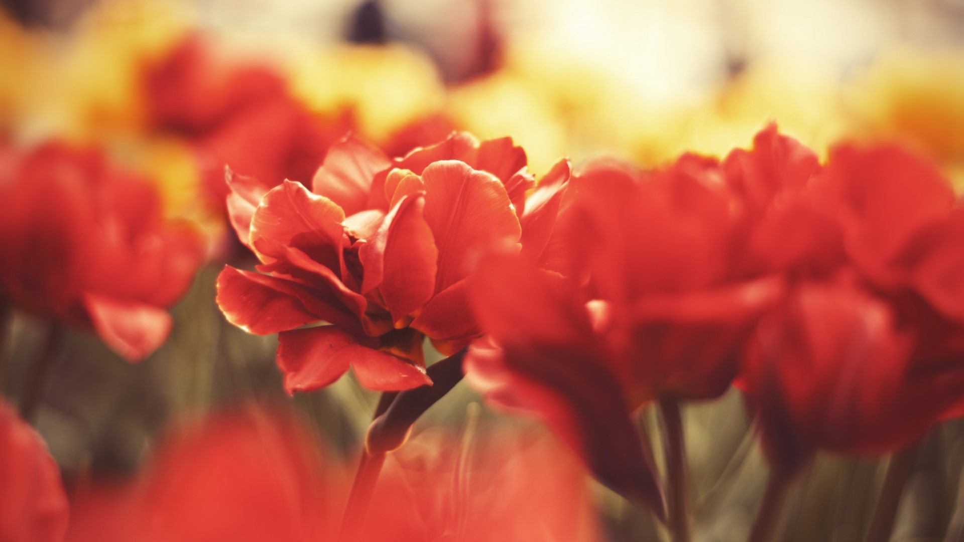 Red Tulips Macro Photography HD Wallpaper