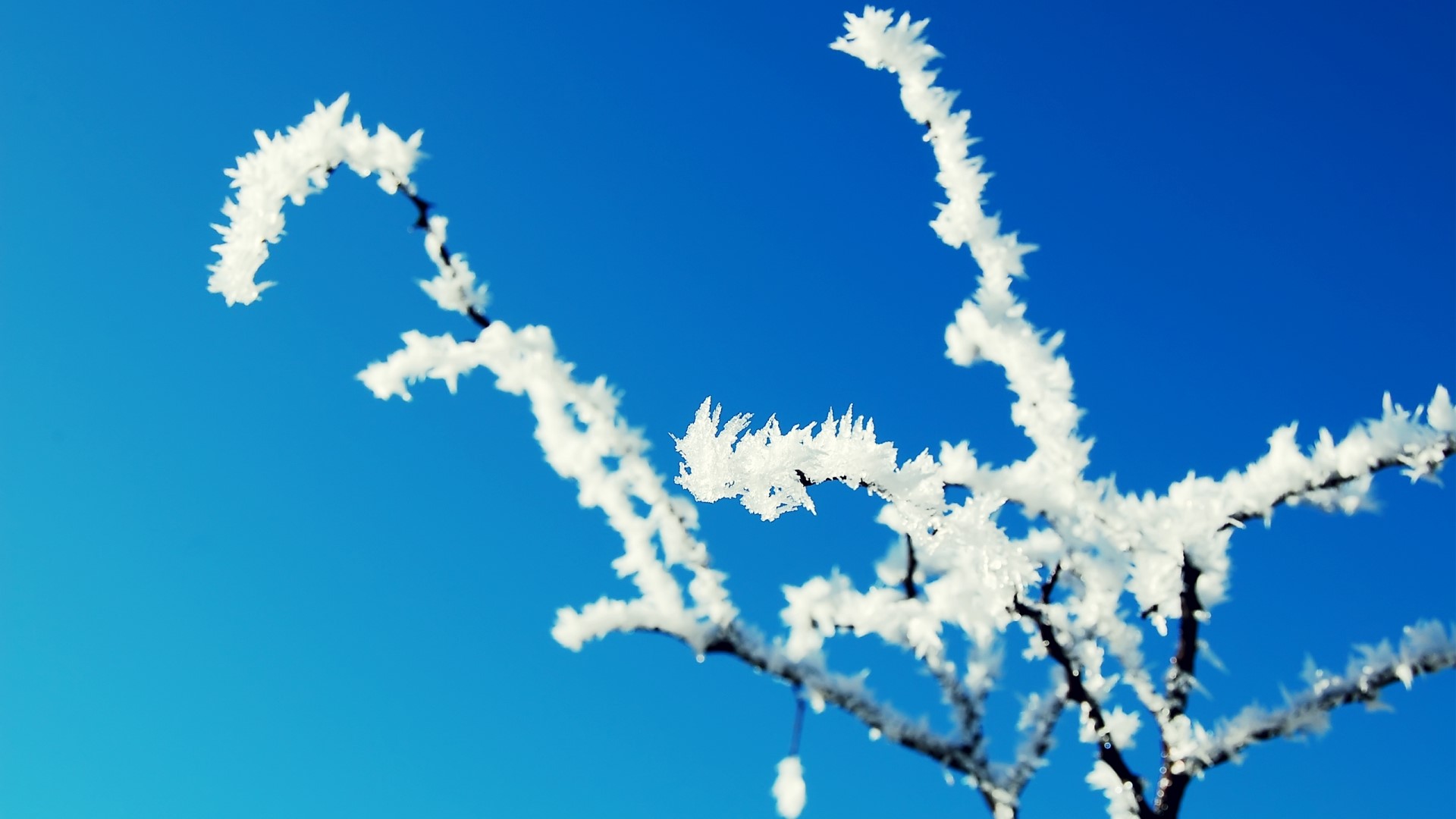 Frosted Tree Branches Against Blue Sky HD Wallpaper