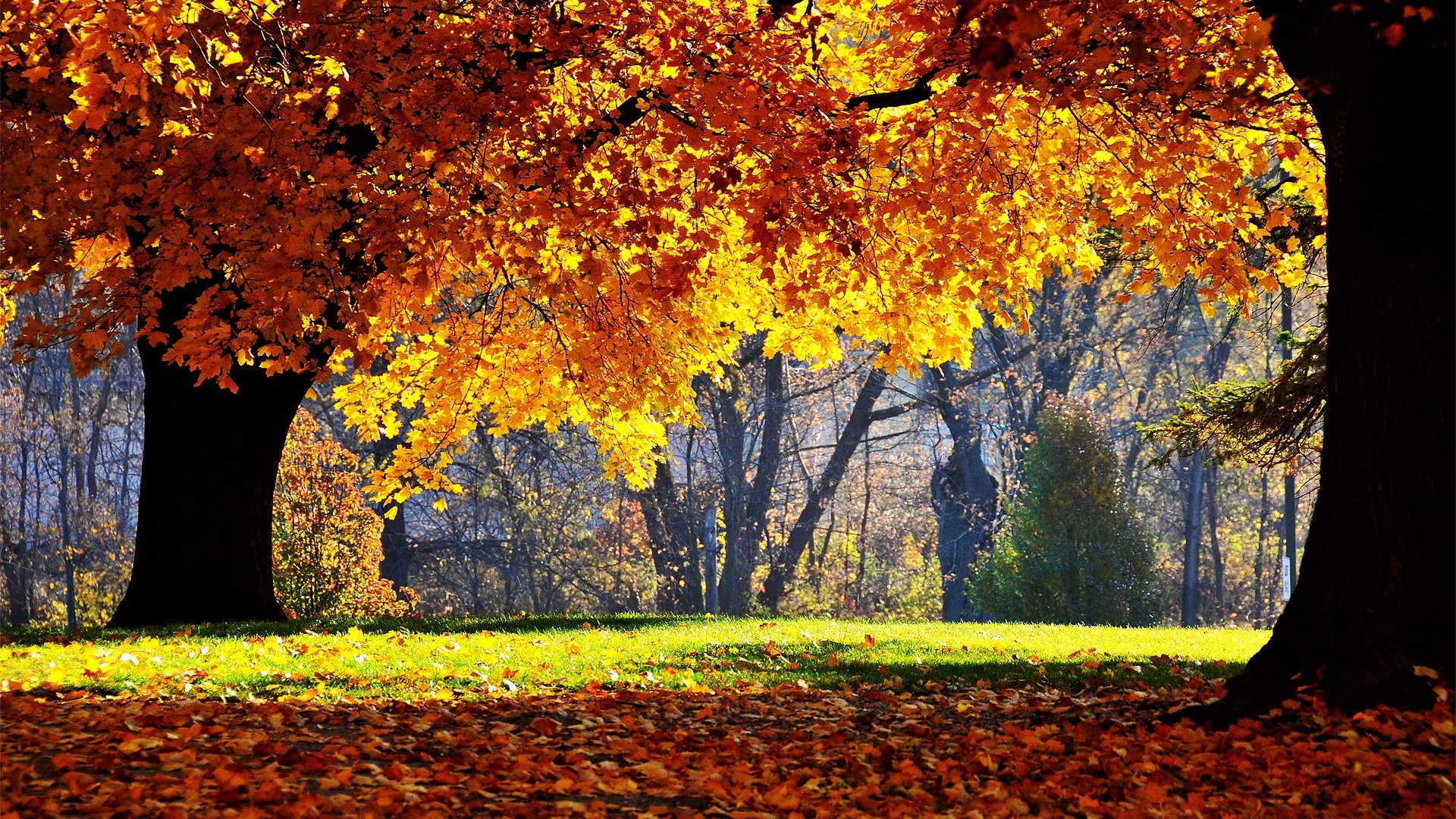 Autumn trees with golden and orange leaves HD Wallpaper