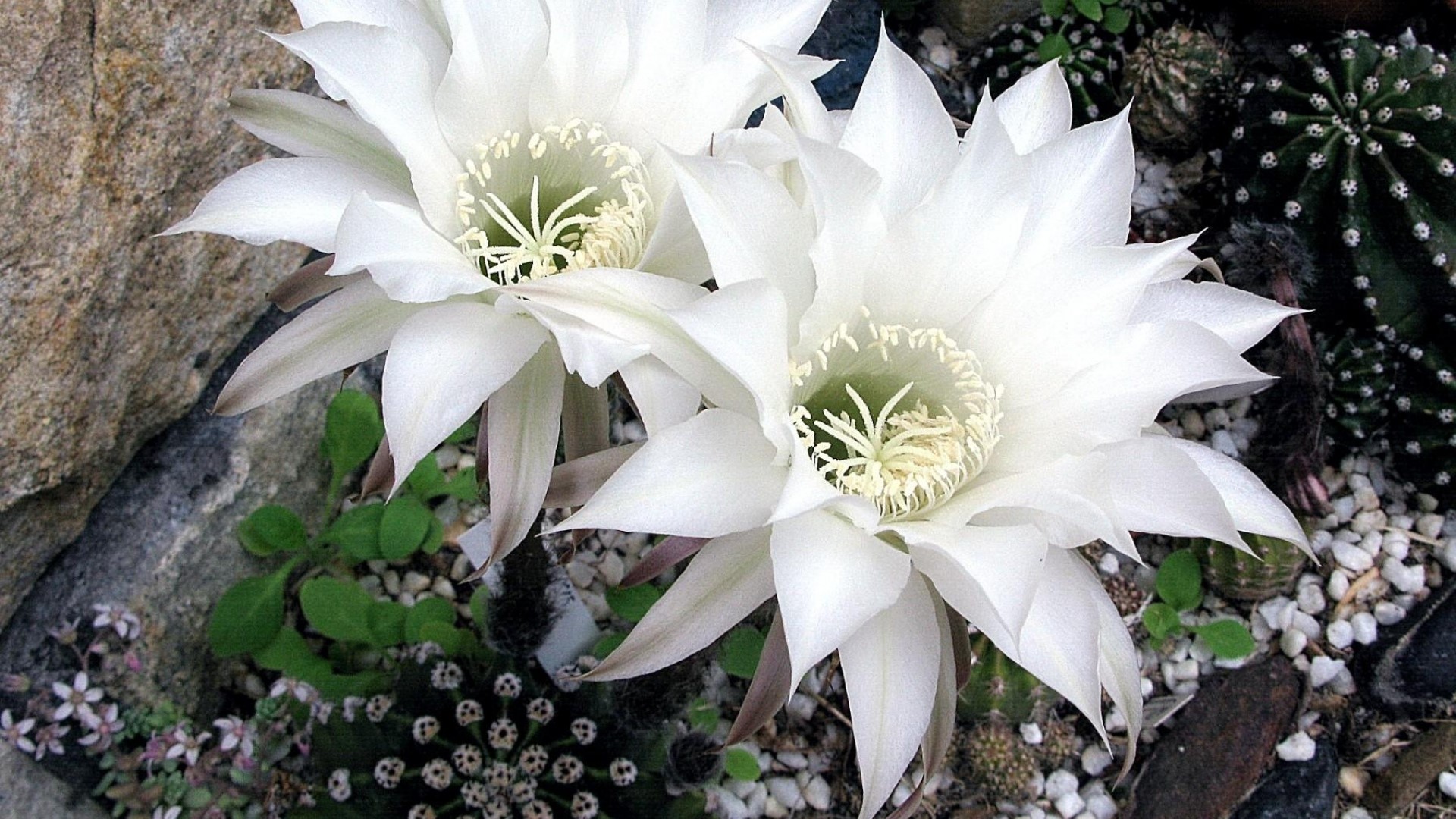 Two white cactus flowers blooming HD Wallpaper