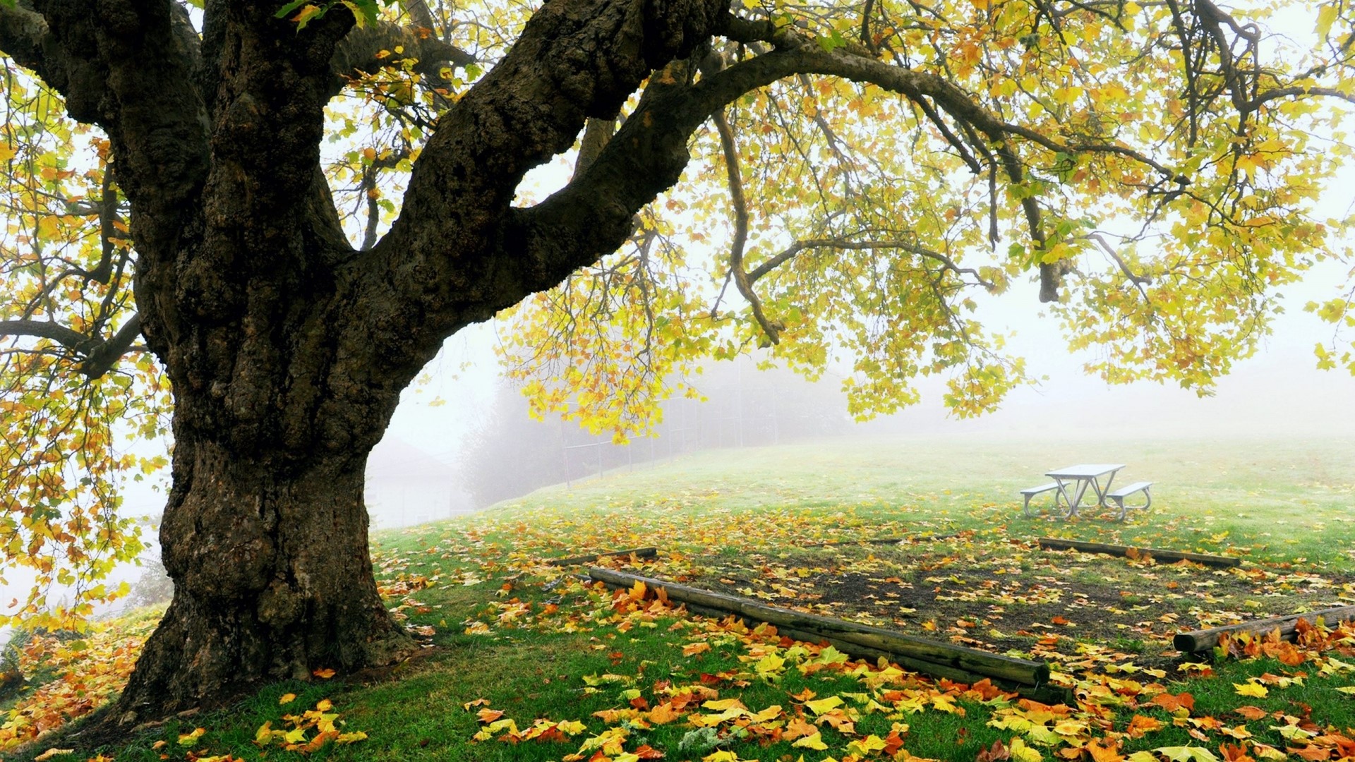 Autumn tree with fallen leaves and picnic table HD Wallpaper