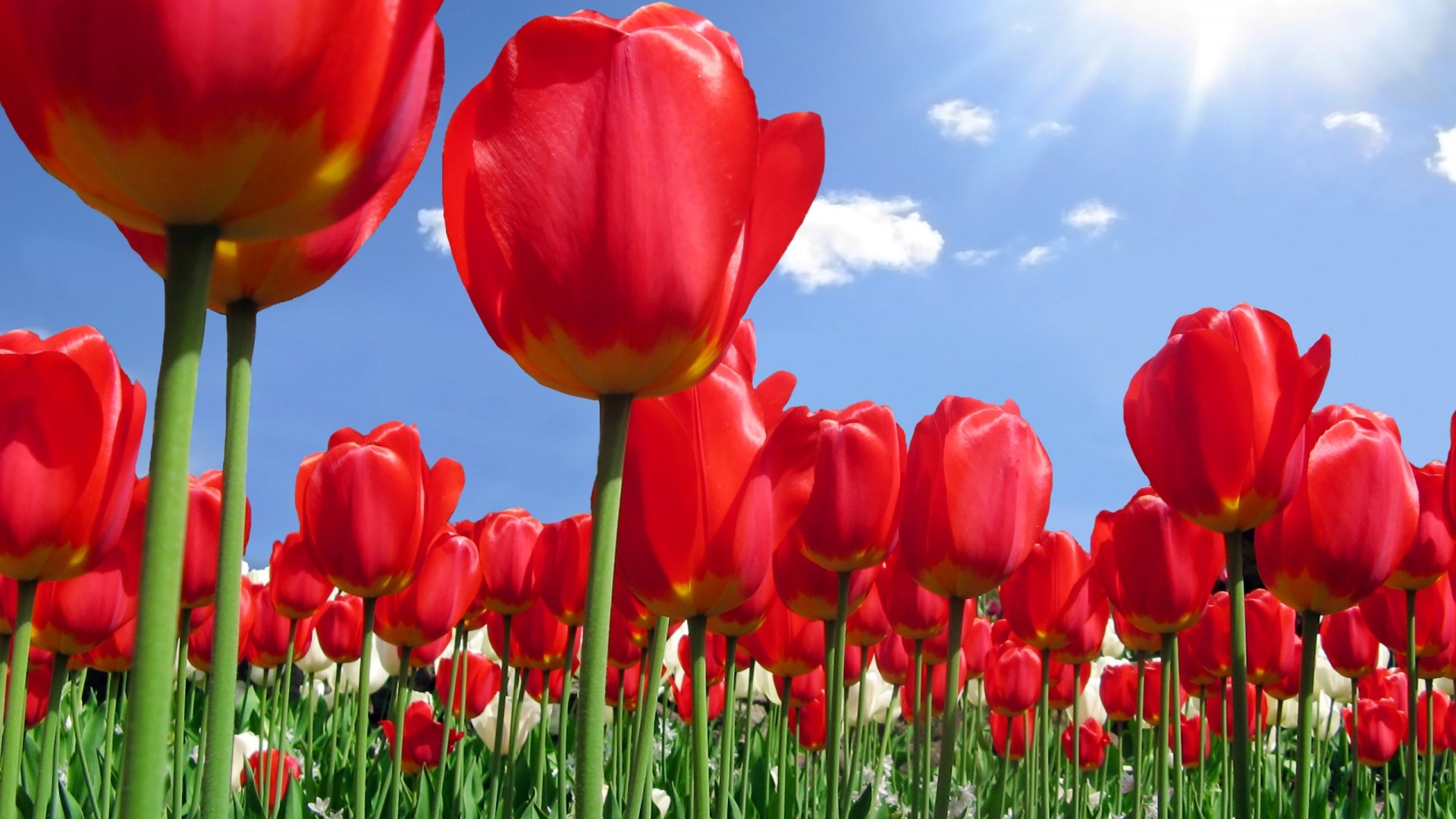 Red Tulips in a Field Under a Sunny Sky HD Wallpaper
