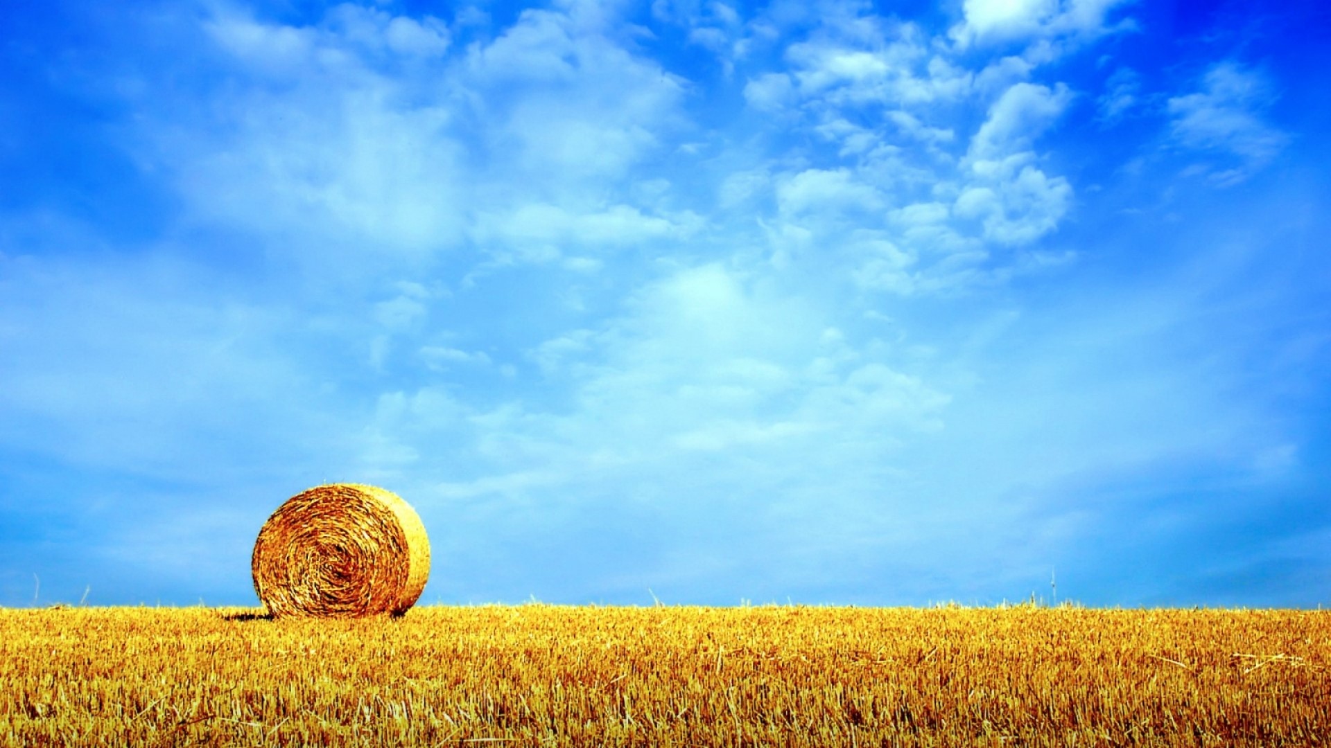 Hay bale in a wheat field under a blue sky HD Wallpaper