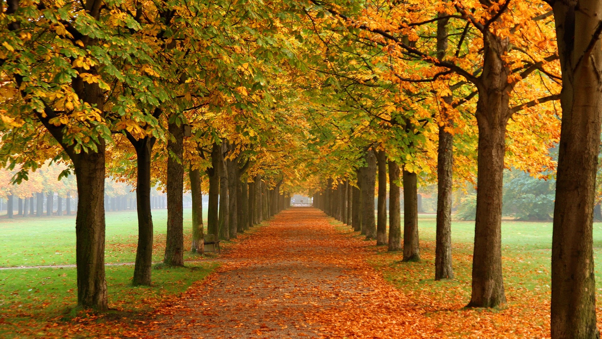 Autumn trees lining a path covered in fallen leaves HD Wallpaper