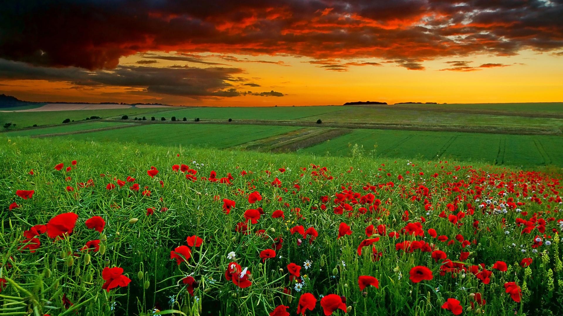 Field of red poppies at sunset HD Wallpaper