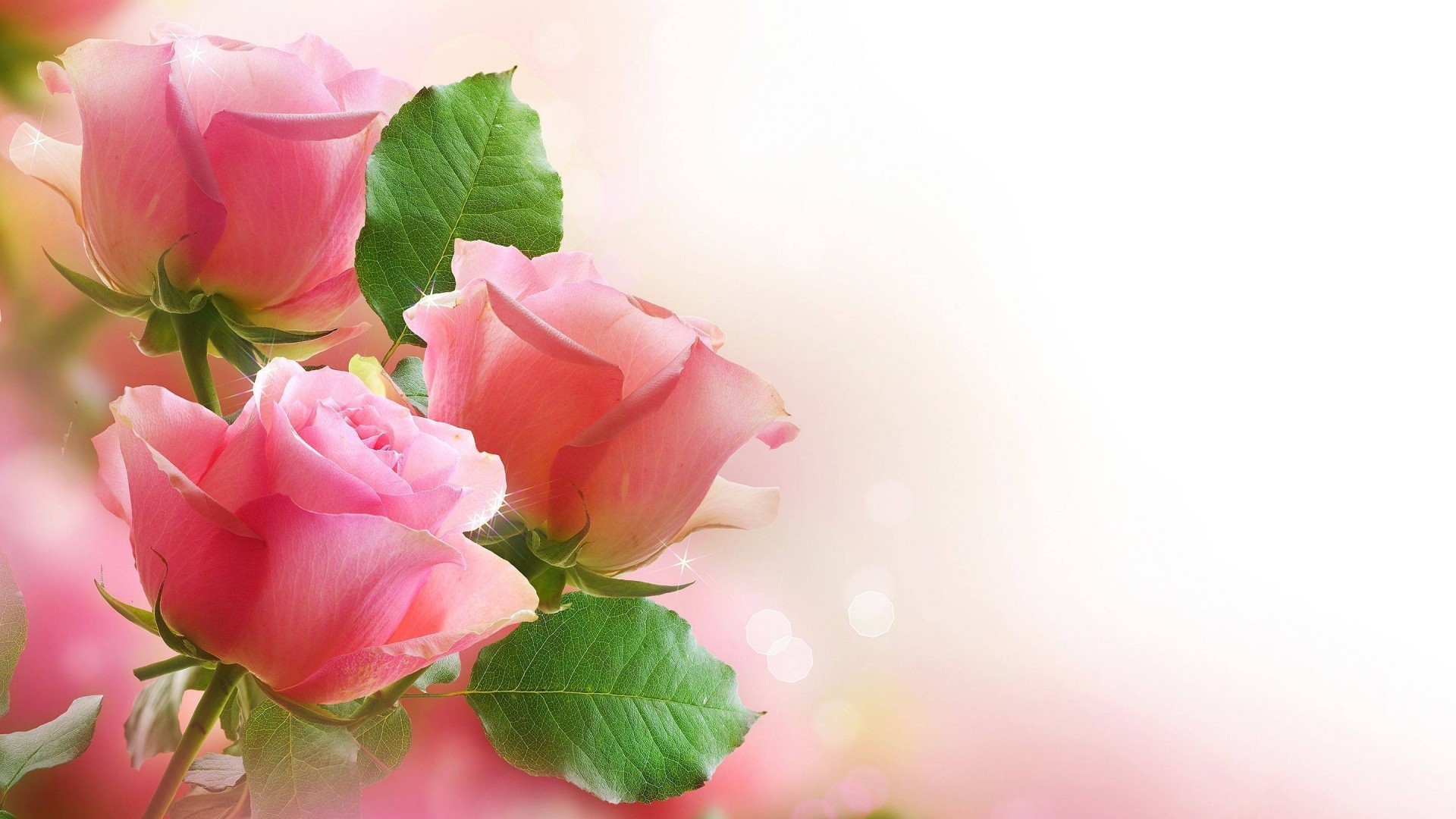 Pink Roses with Green Leaves HD Wallpaper