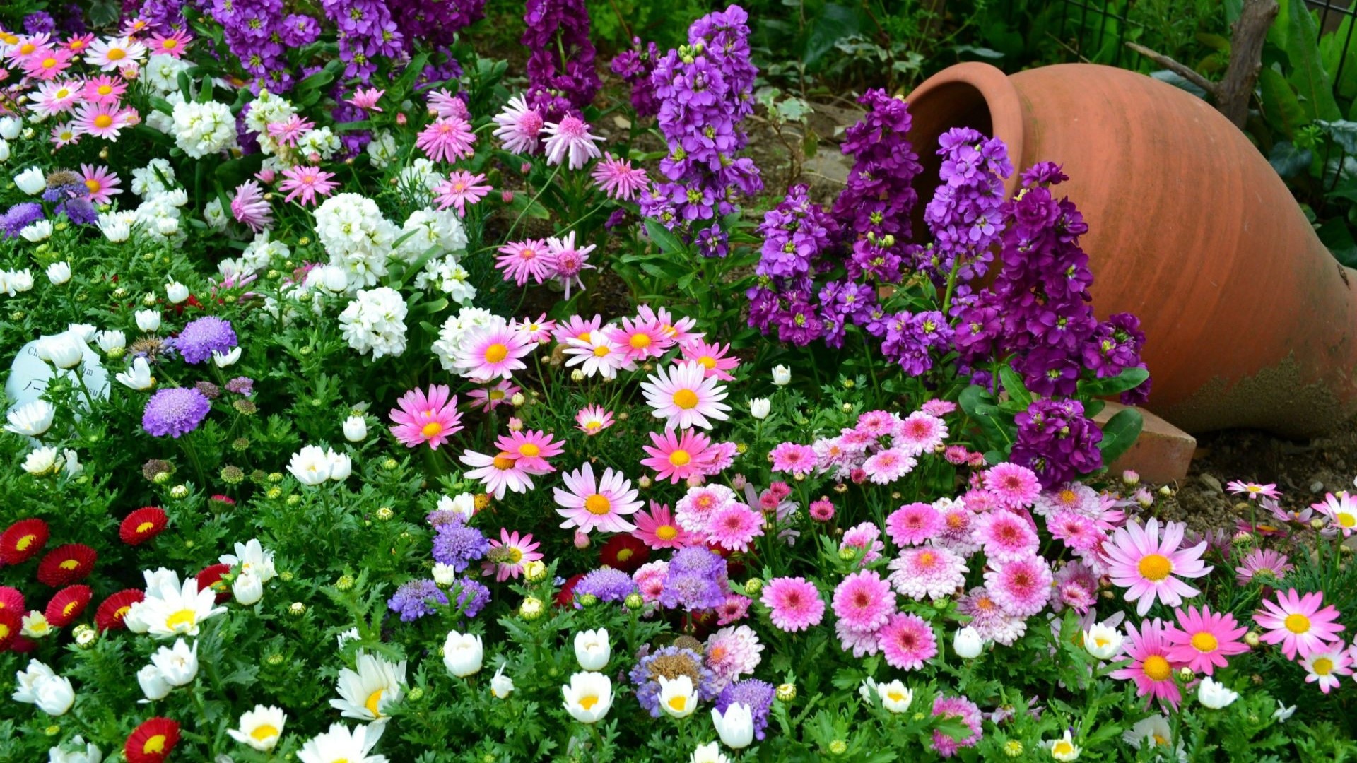 Flower pot with colorful flowers in a garden HD Wallpaper