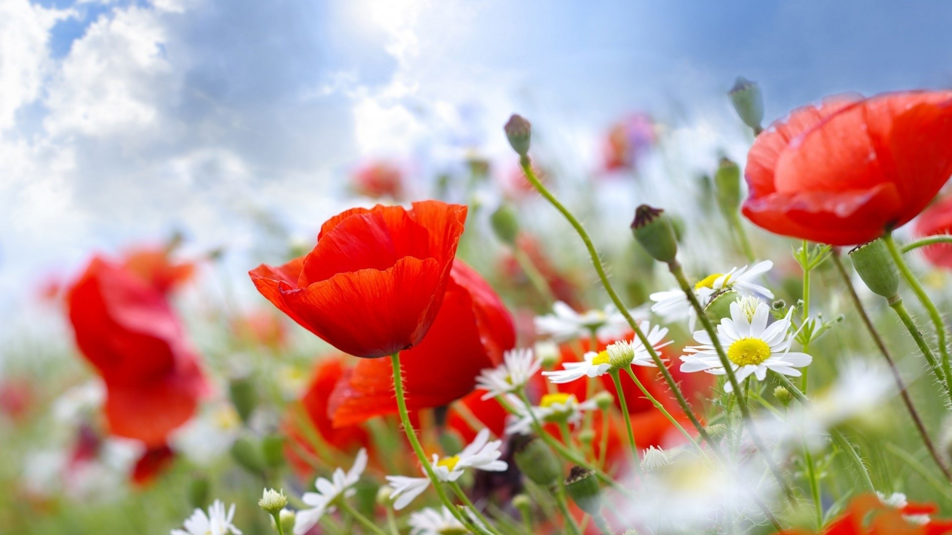 Field of Red Poppies and White Daisies HD Wallpaper