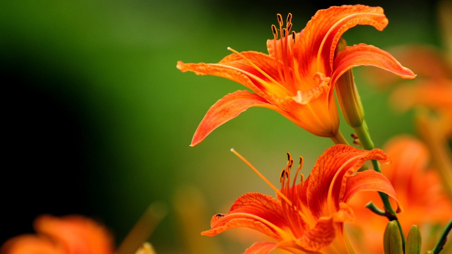 Orange lilies in a garden HD Wallpaper
