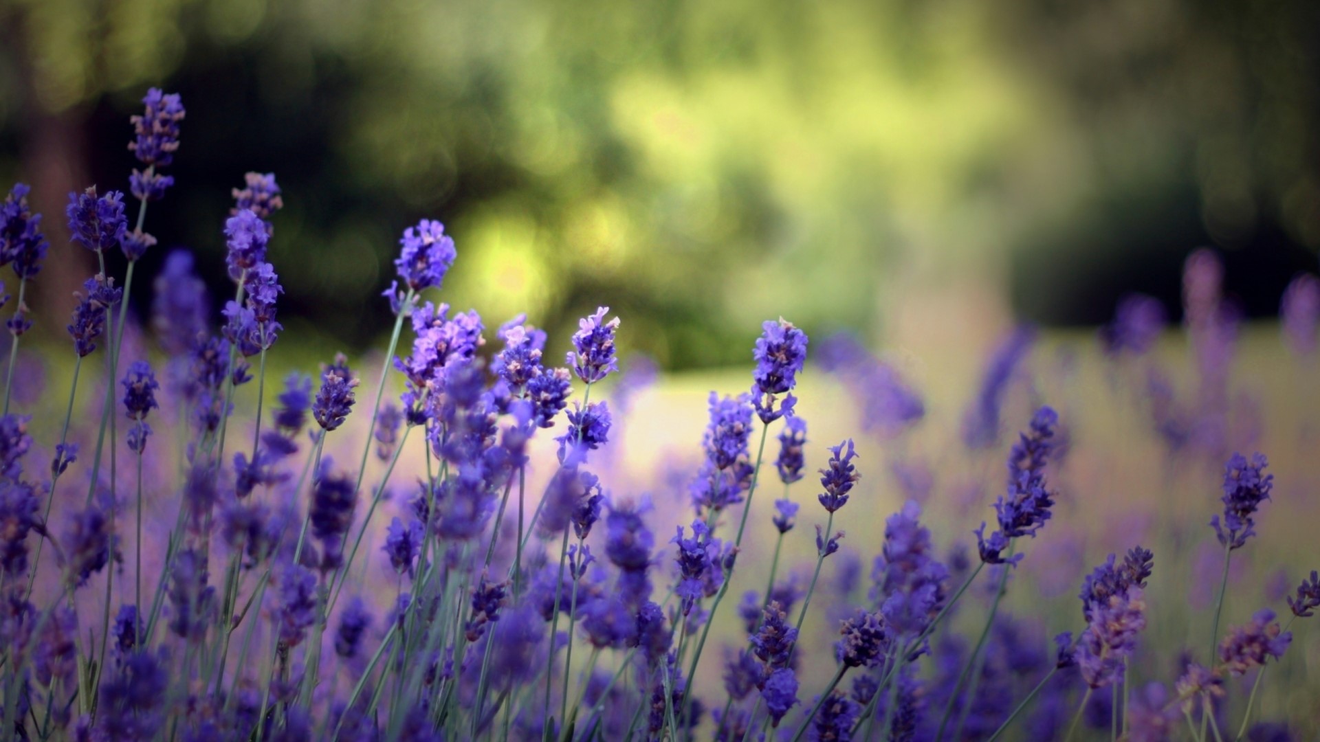 Purple Lavender Flowers in a Field HD Wallpaper