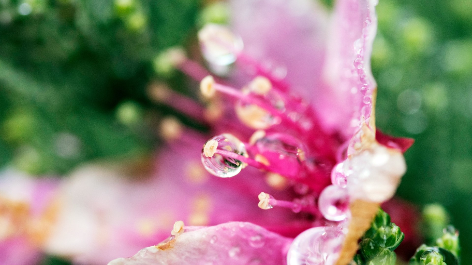 Close-up of pink flower with water droplets HD Wallpaper