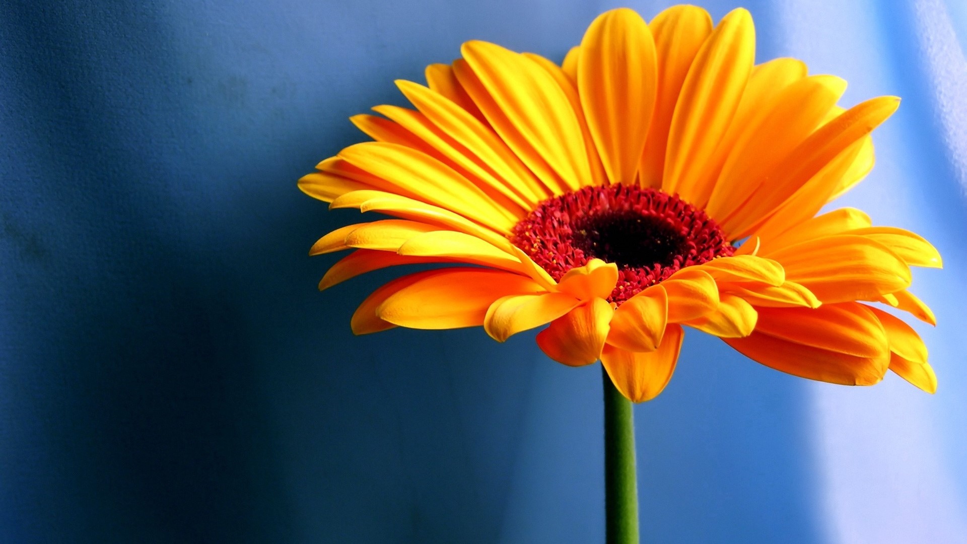 Yellow Gerbera Daisy Flower HD Wallpaper