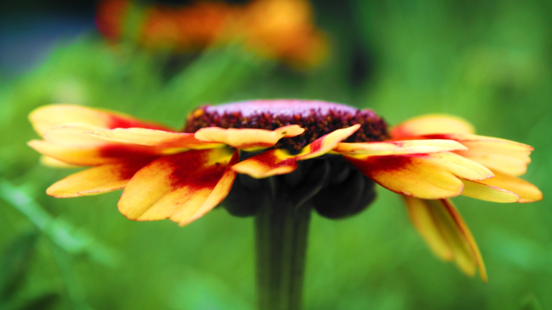 Close-up of a yellow and red flower HD Wallpaper