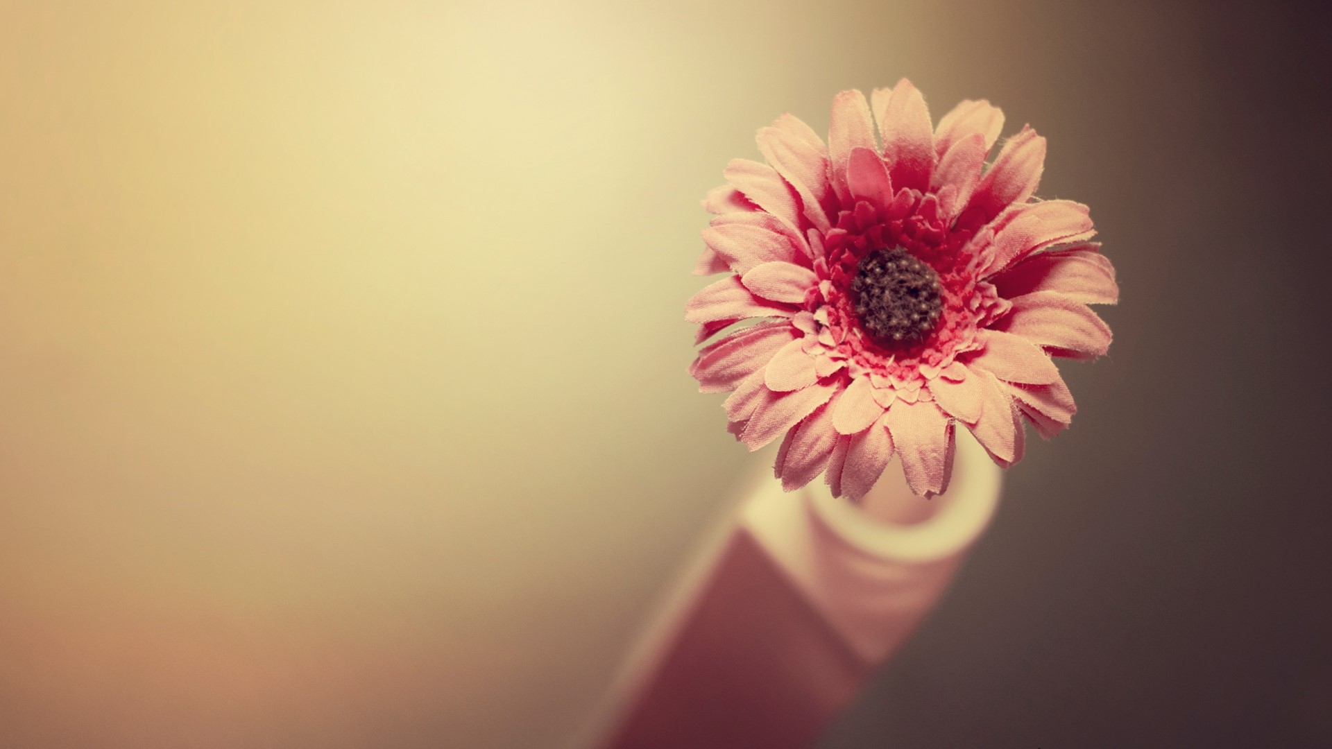 Pink Gerbera Daisy in a Vase HD Wallpaper