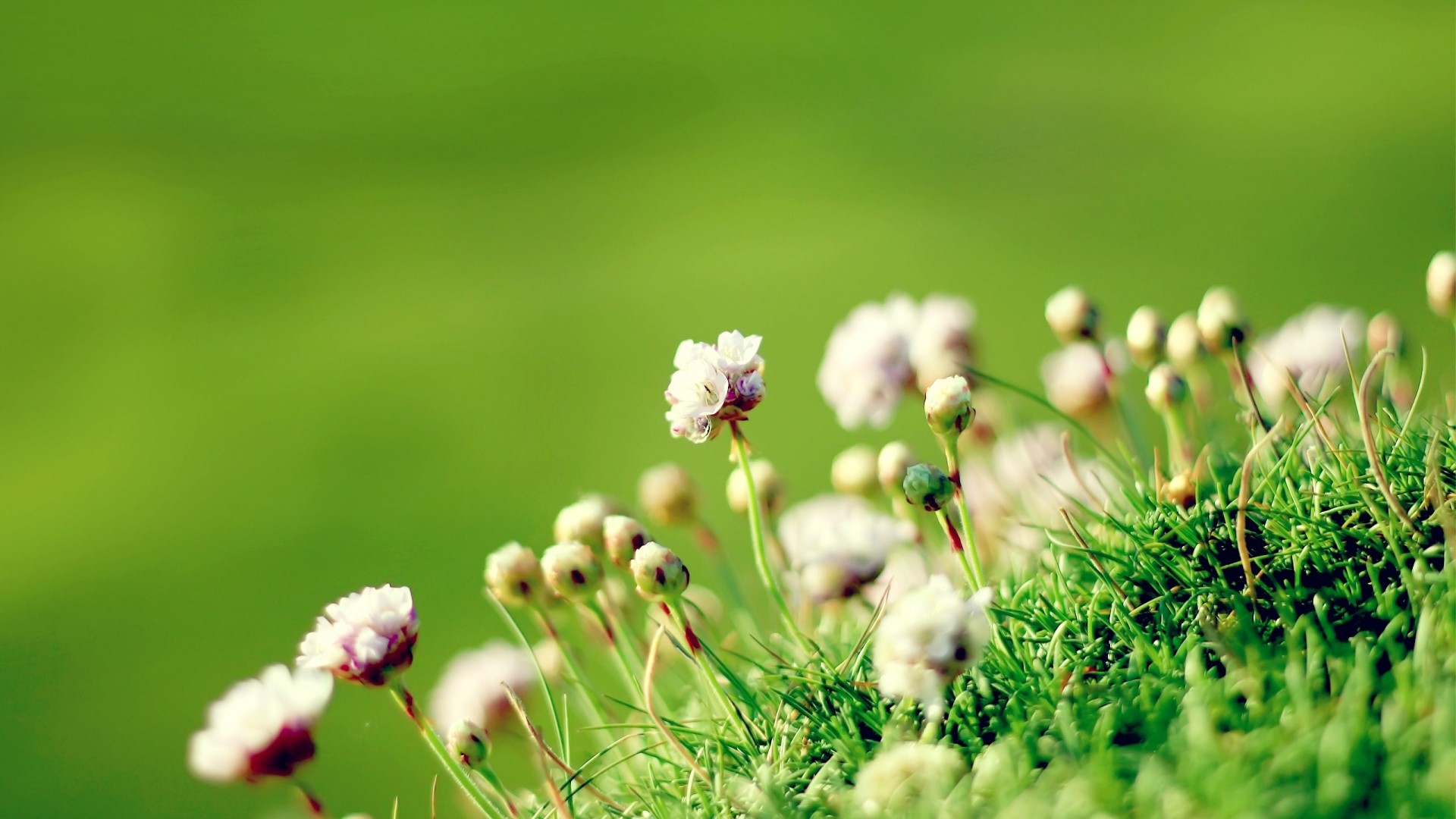 Close-up of small white flowers and green grass HD Wallpaper