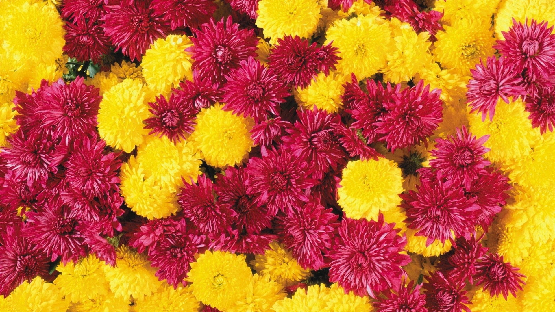 Close-up of pink and yellow chrysanthemums HD Wallpaper