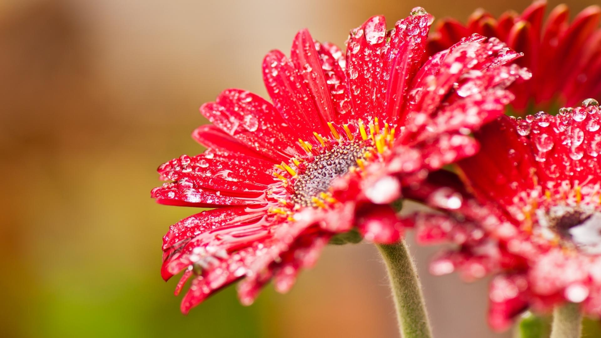 Red Gerbera Daisy with Water Droplets HD Wallpaper