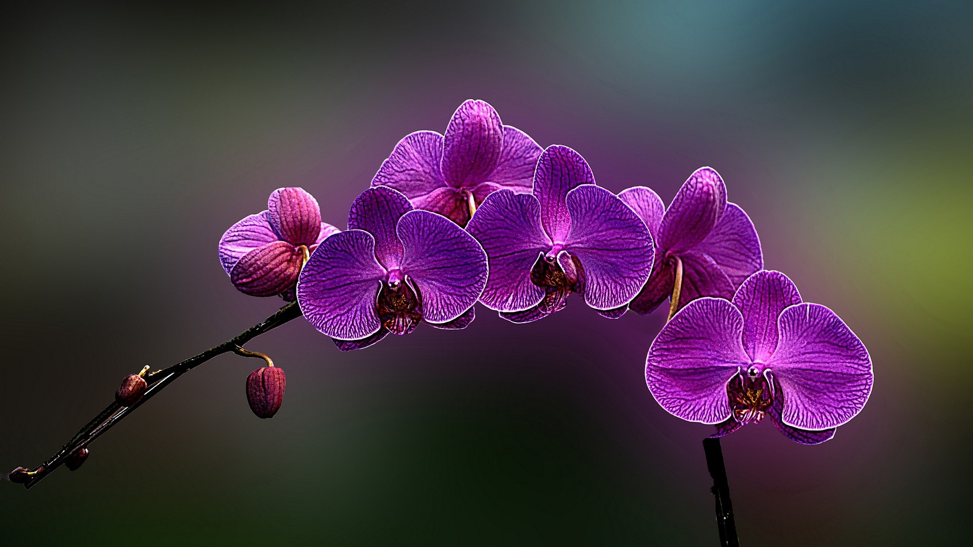 Purple Orchid Flowers on a Branch HD Wallpaper