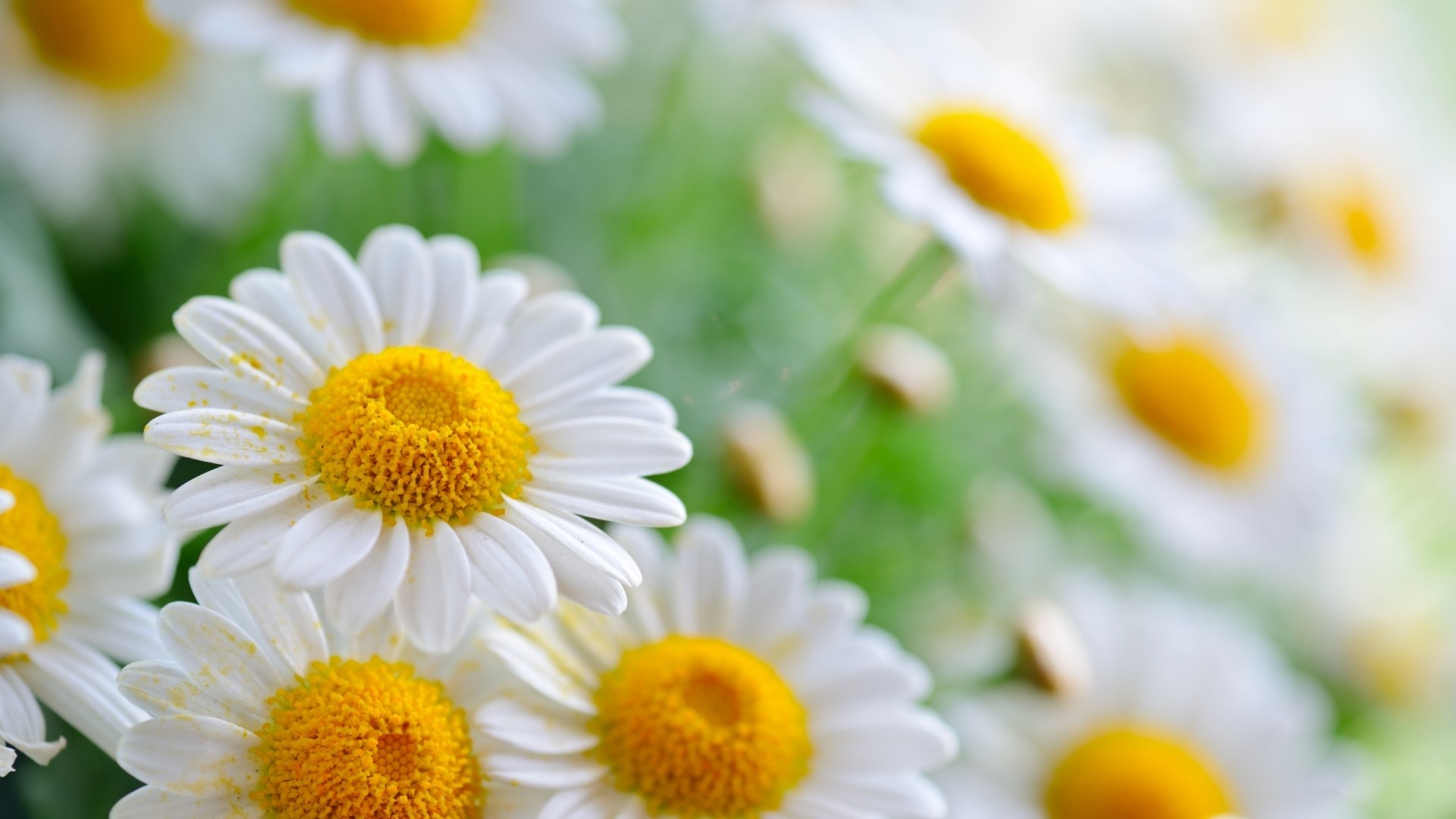 White Daisy Flowers HD Wallpaper