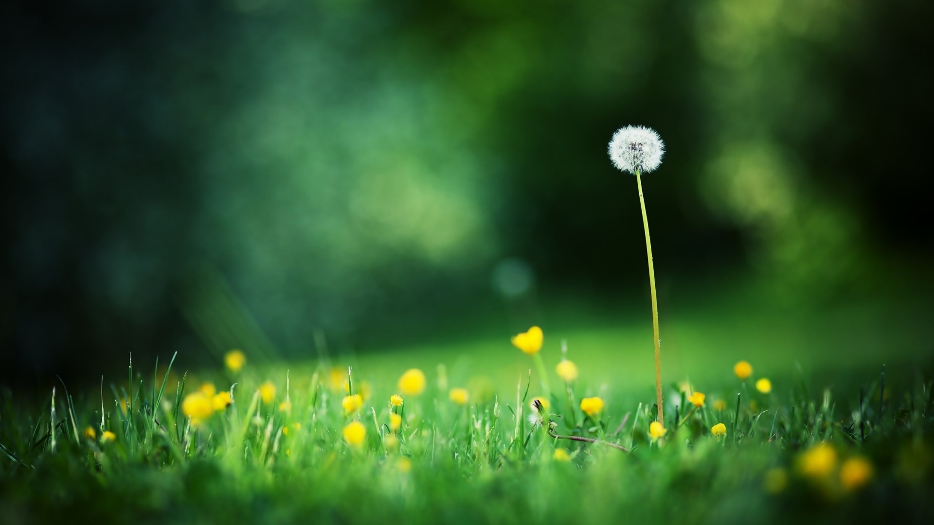 Dandelion and yellow flowers in grass HD Wallpaper