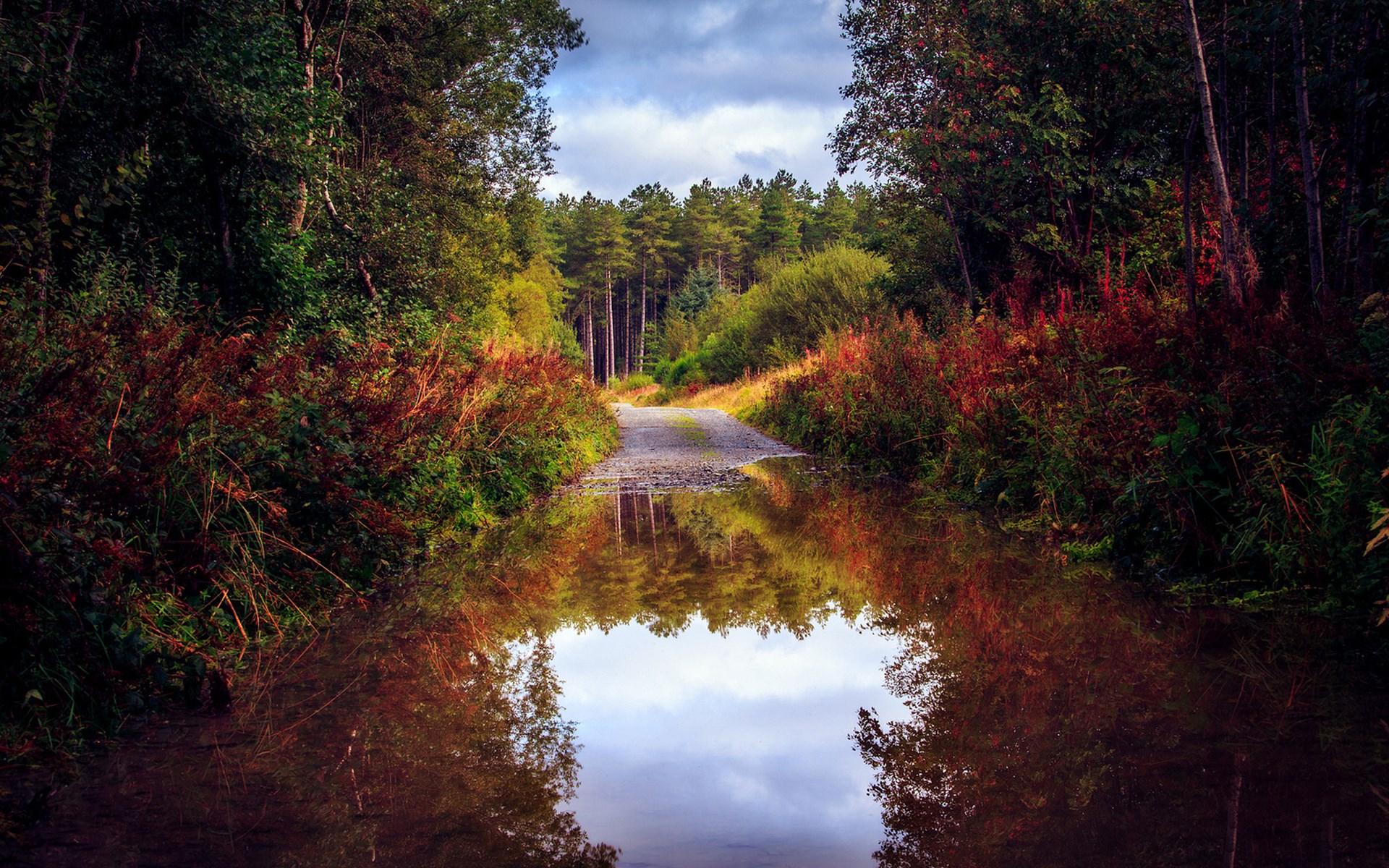 Forest road with reflection in puddle HD Wallpaper