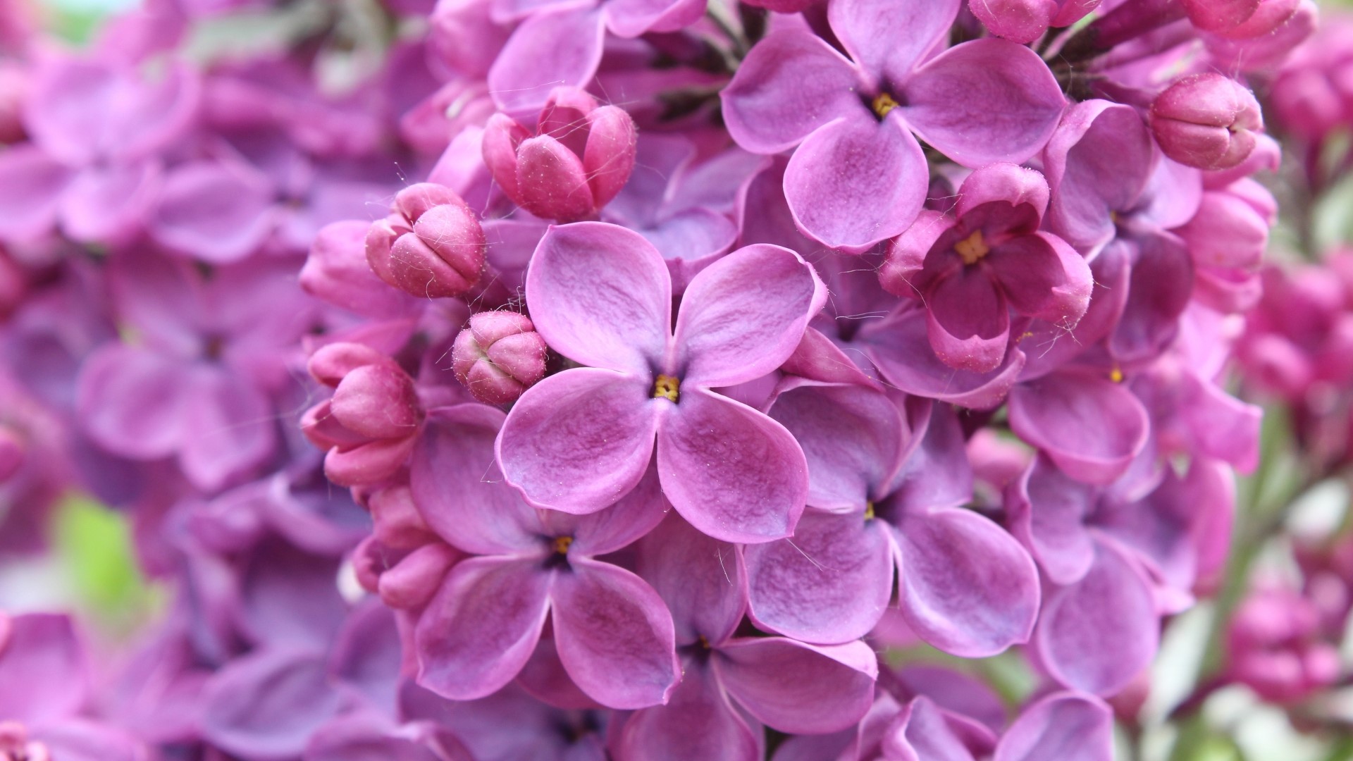 Close-up of Purple Lilac Flowers HD Wallpaper
