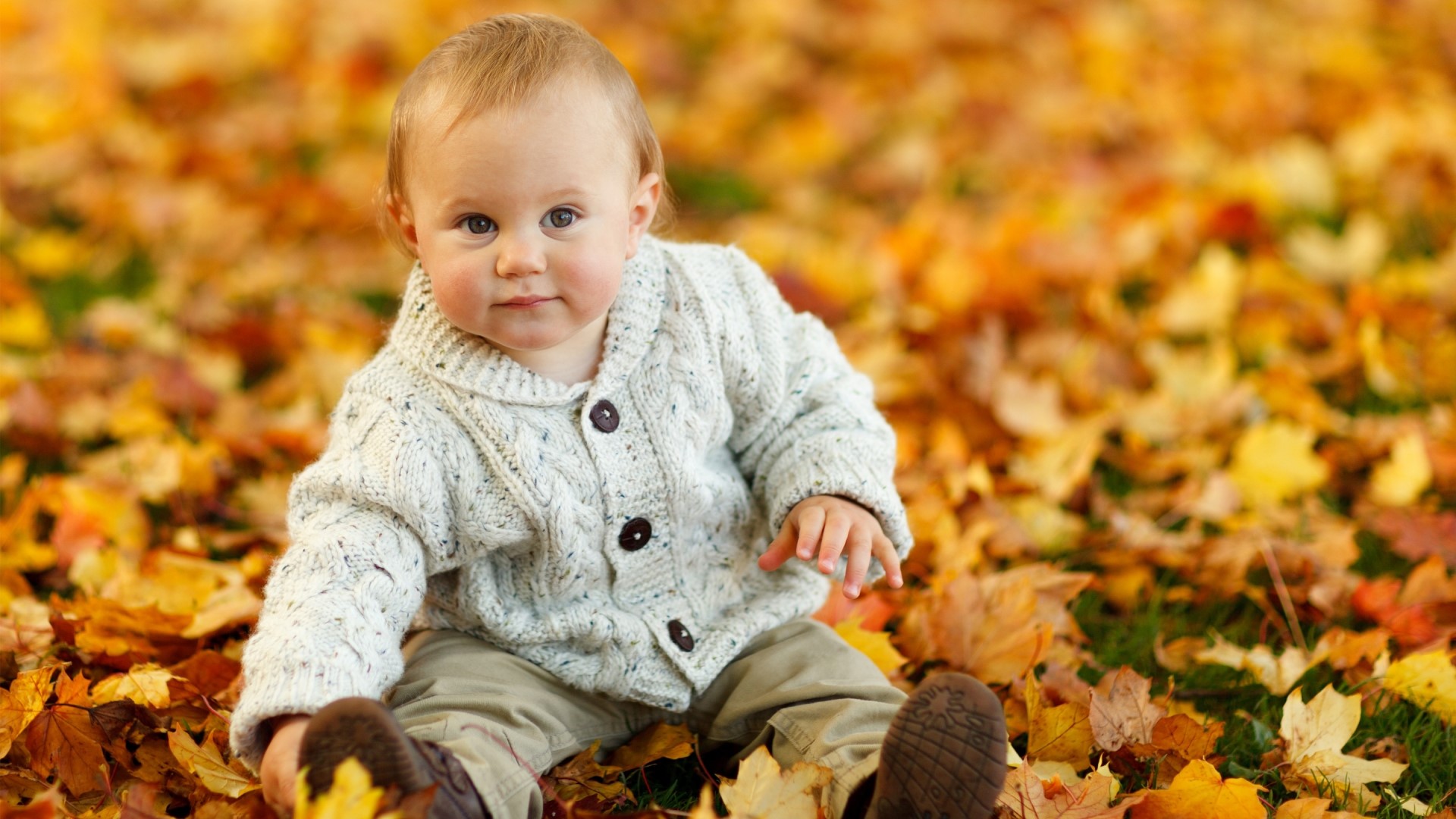 Cute Baby Boy Sitting in Autumn Leaves HD Wallpaper