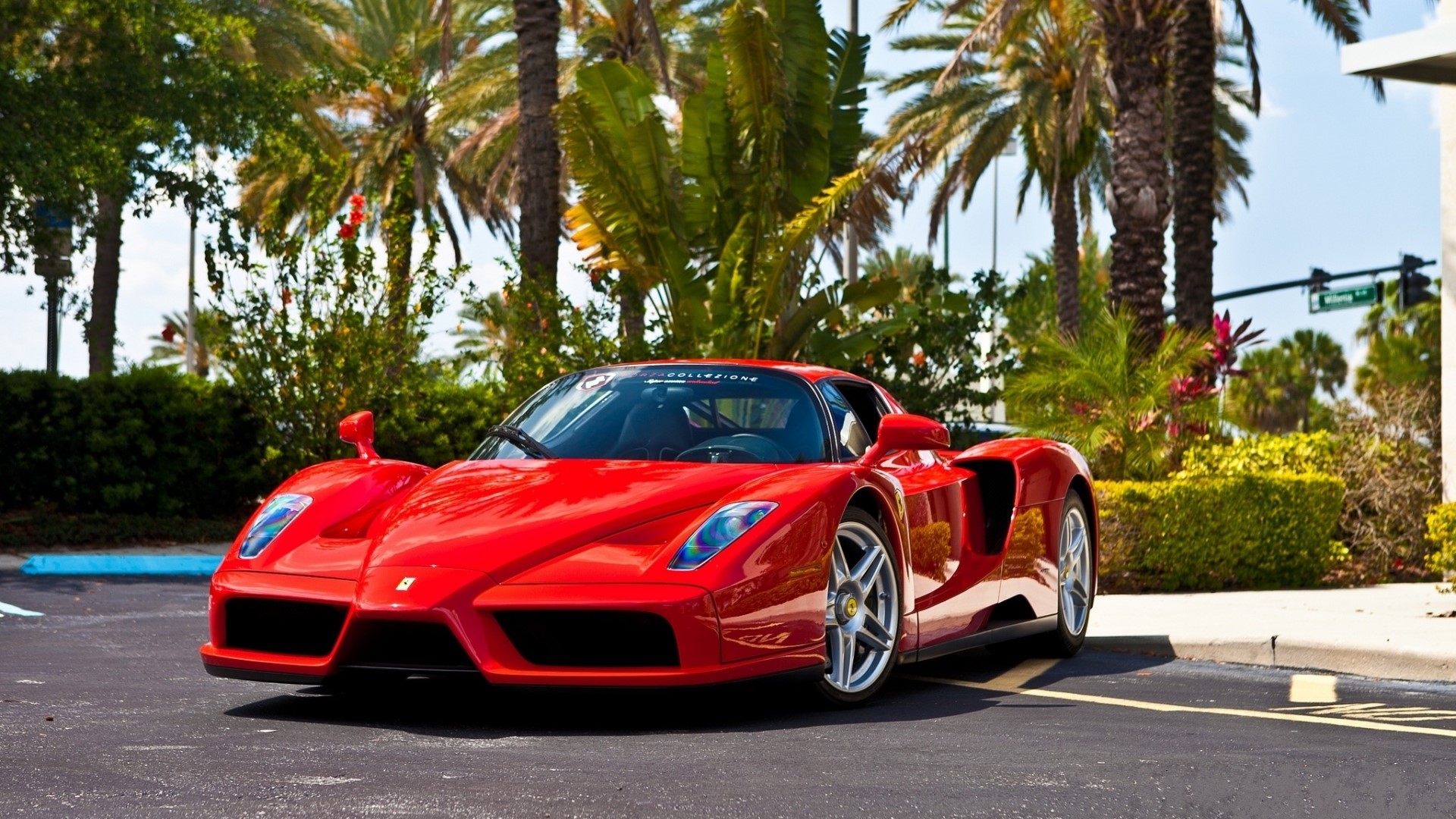 Red Ferrari Enzo parked near palm trees HD Wallpaper
