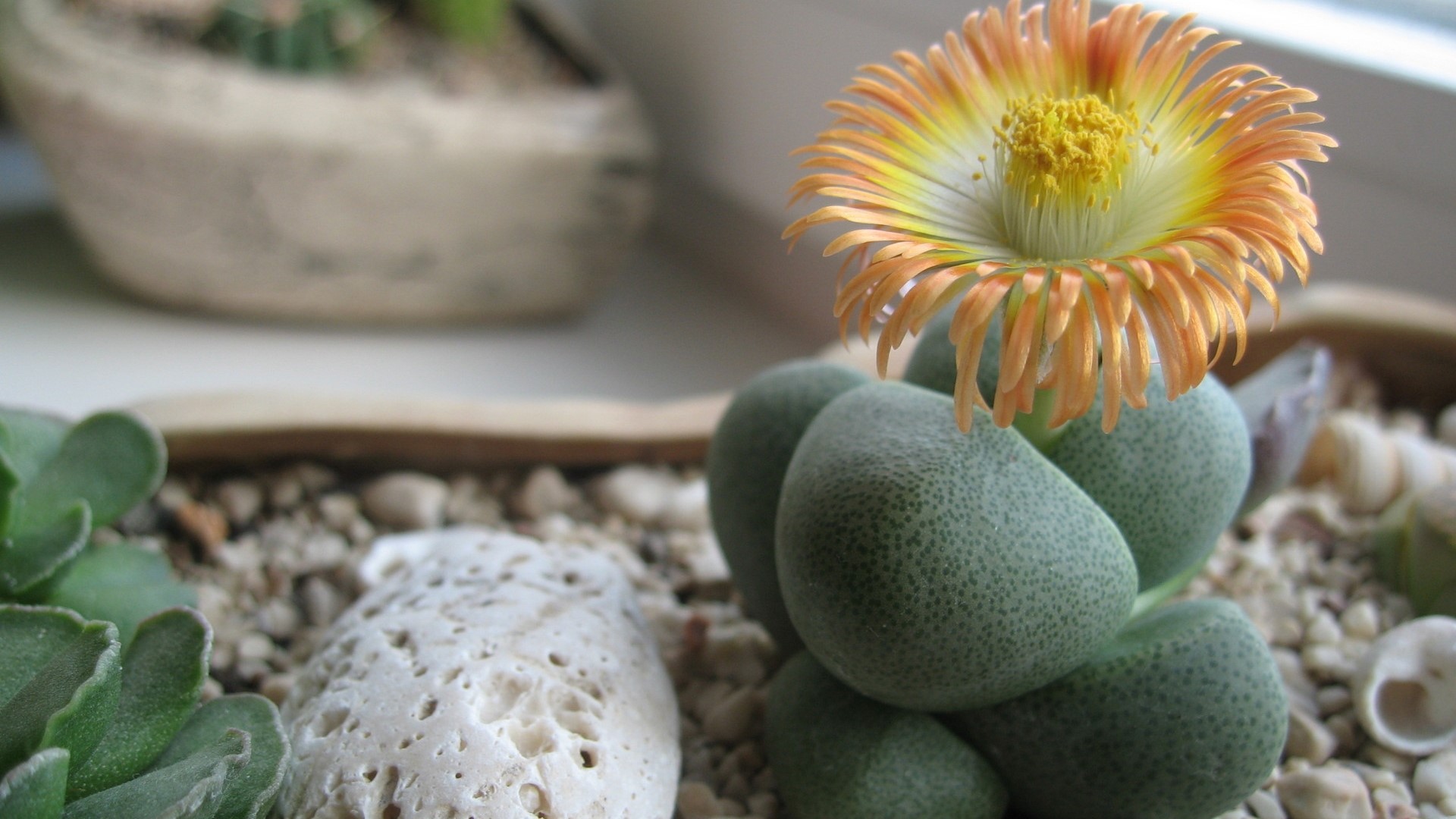 Succulent plant with orange flower HD Wallpaper
