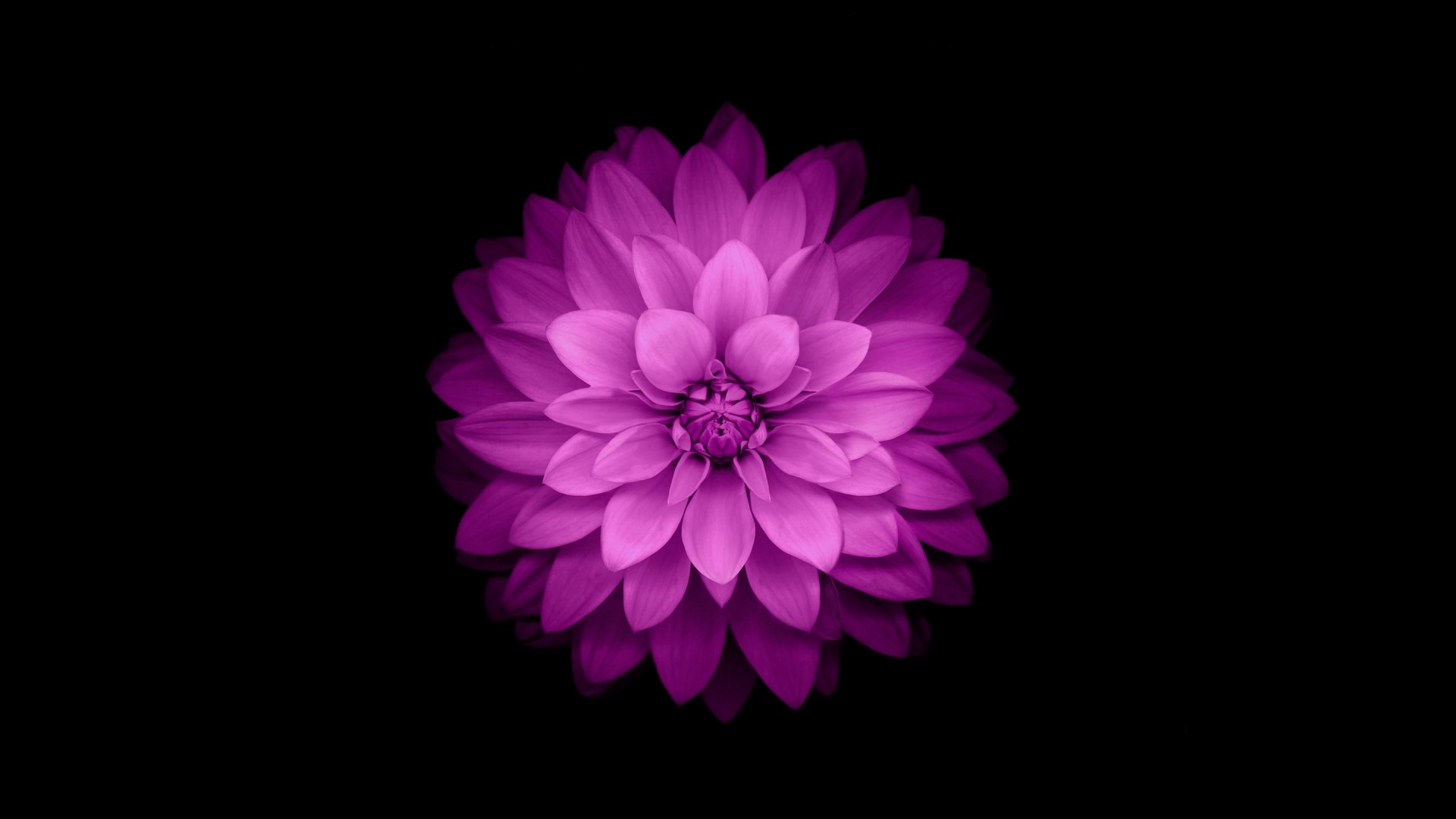 Purple Dahlia Flower HD Wallpaper