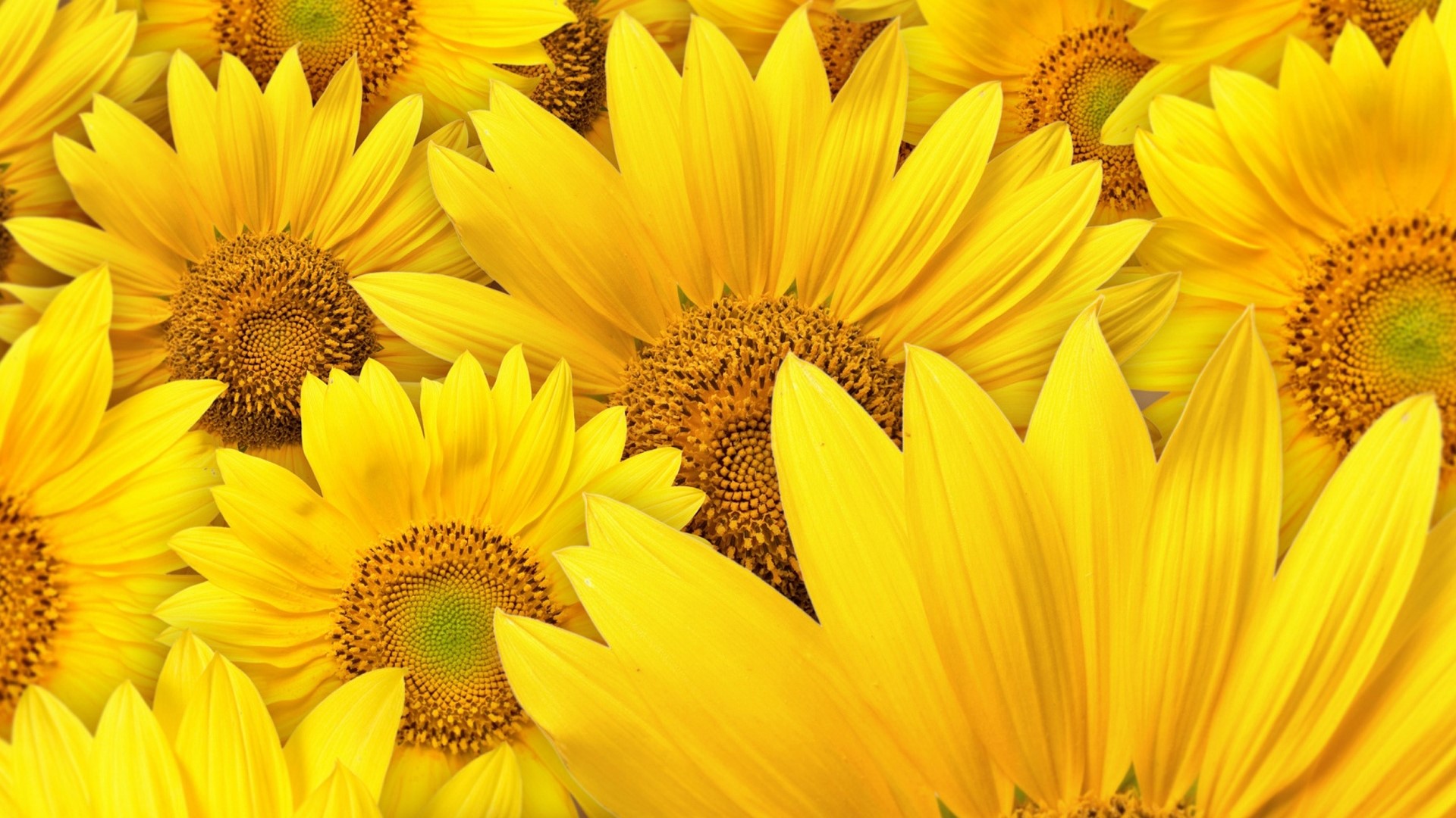 Close-up of bright yellow sunflowers HD Wallpaper