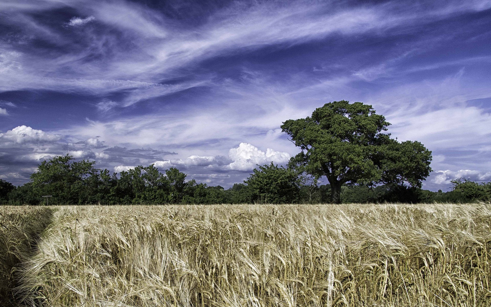 Wheat field with a large tree and dramatic sky HD Wallpaper