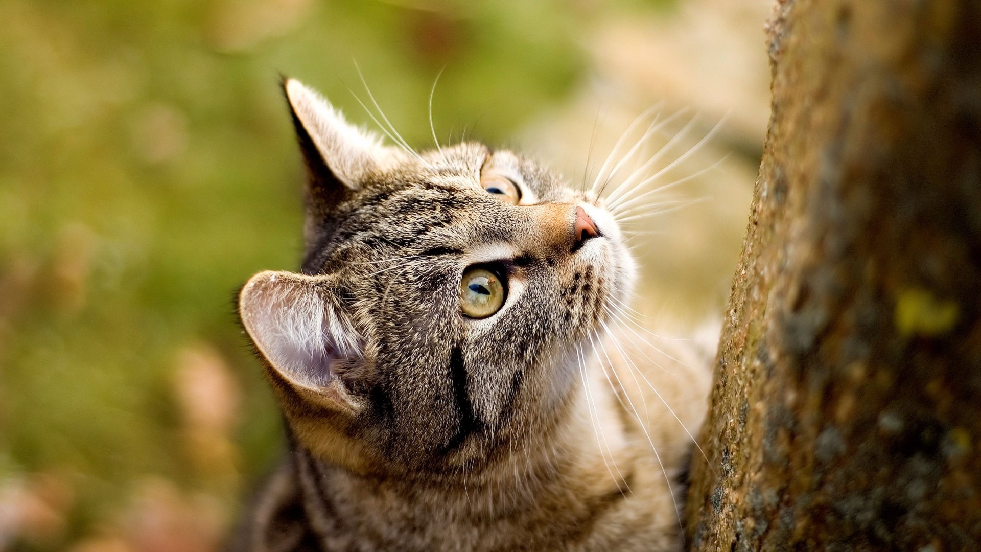 Close-up of a tabby cat looking up HD Wallpaper