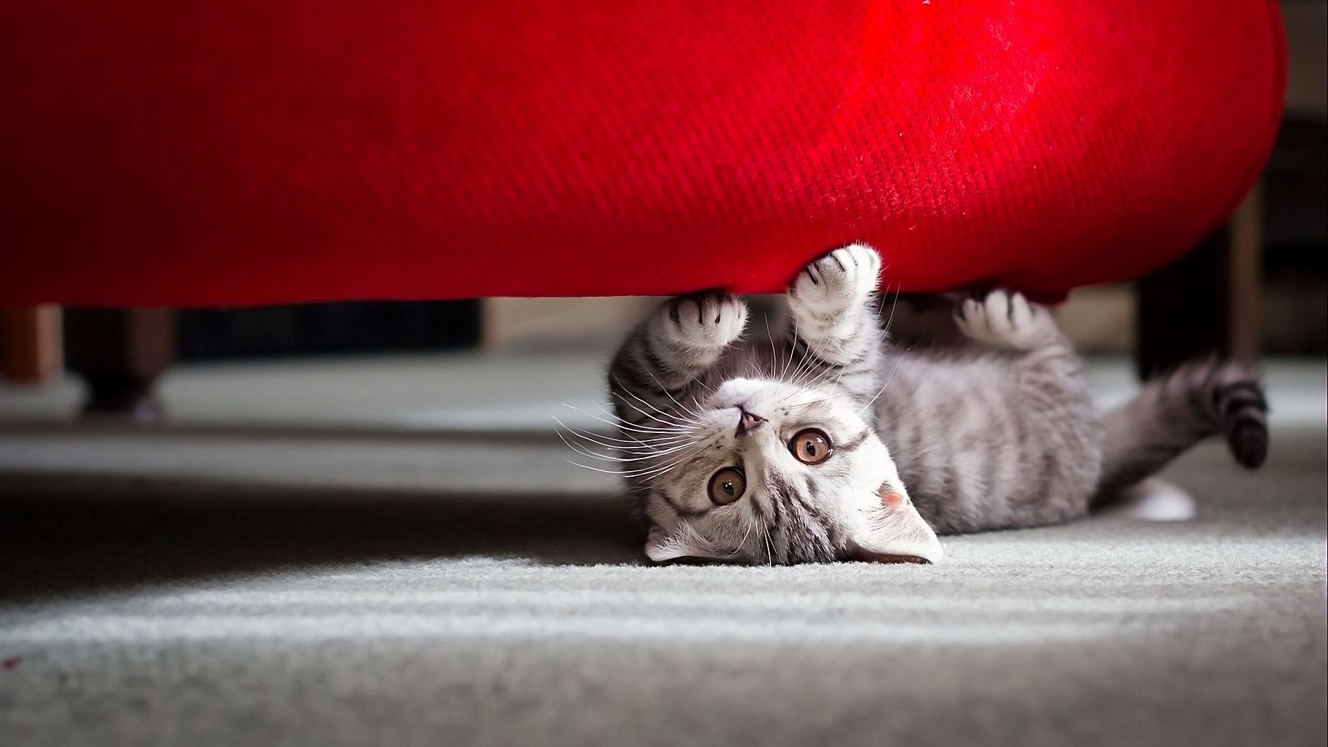 Cute Little Cat Under Red Furniture HD Wallpaper