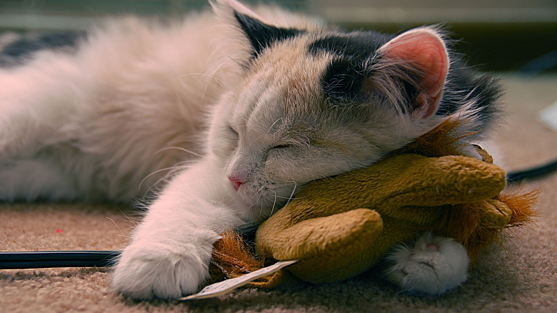 Calico kitten sleeping with a toy HD Wallpaper