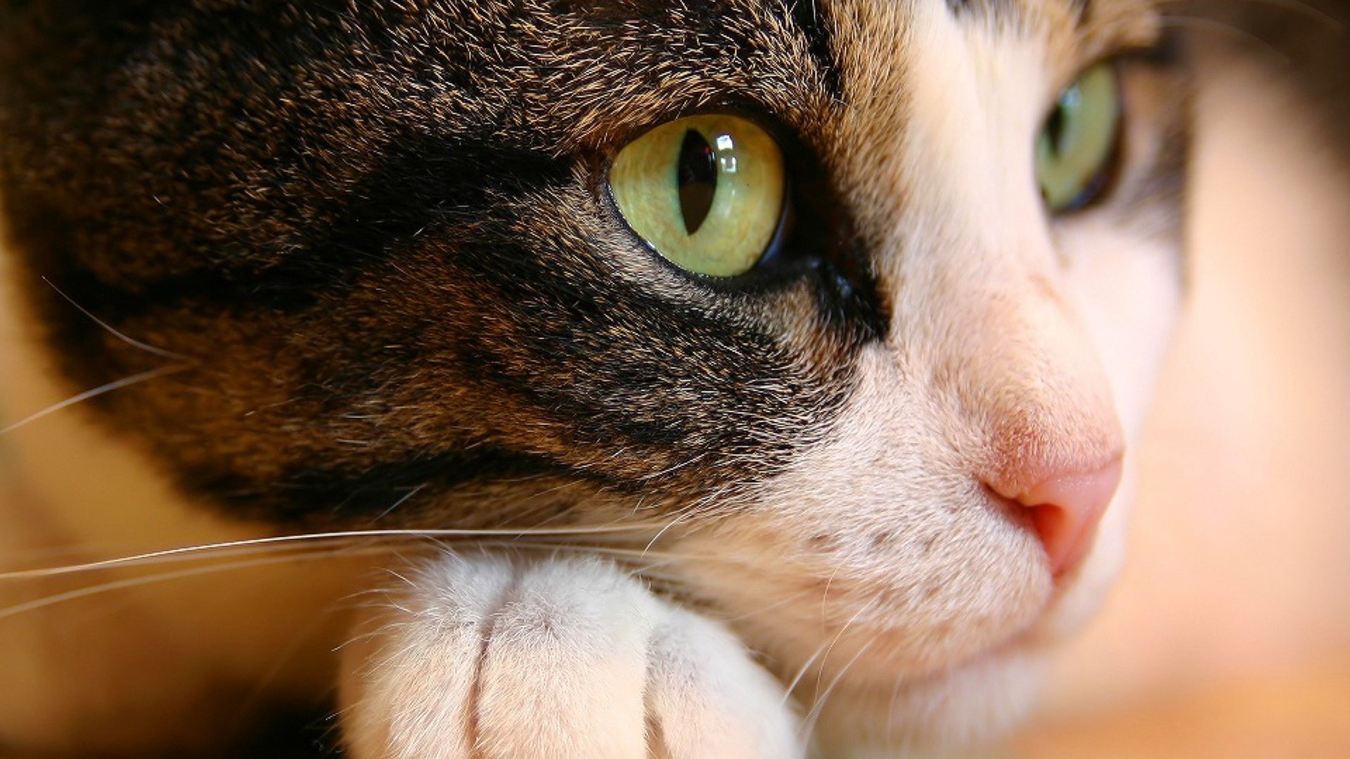 Close-up of a cat's face with green eyes HD Wallpaper