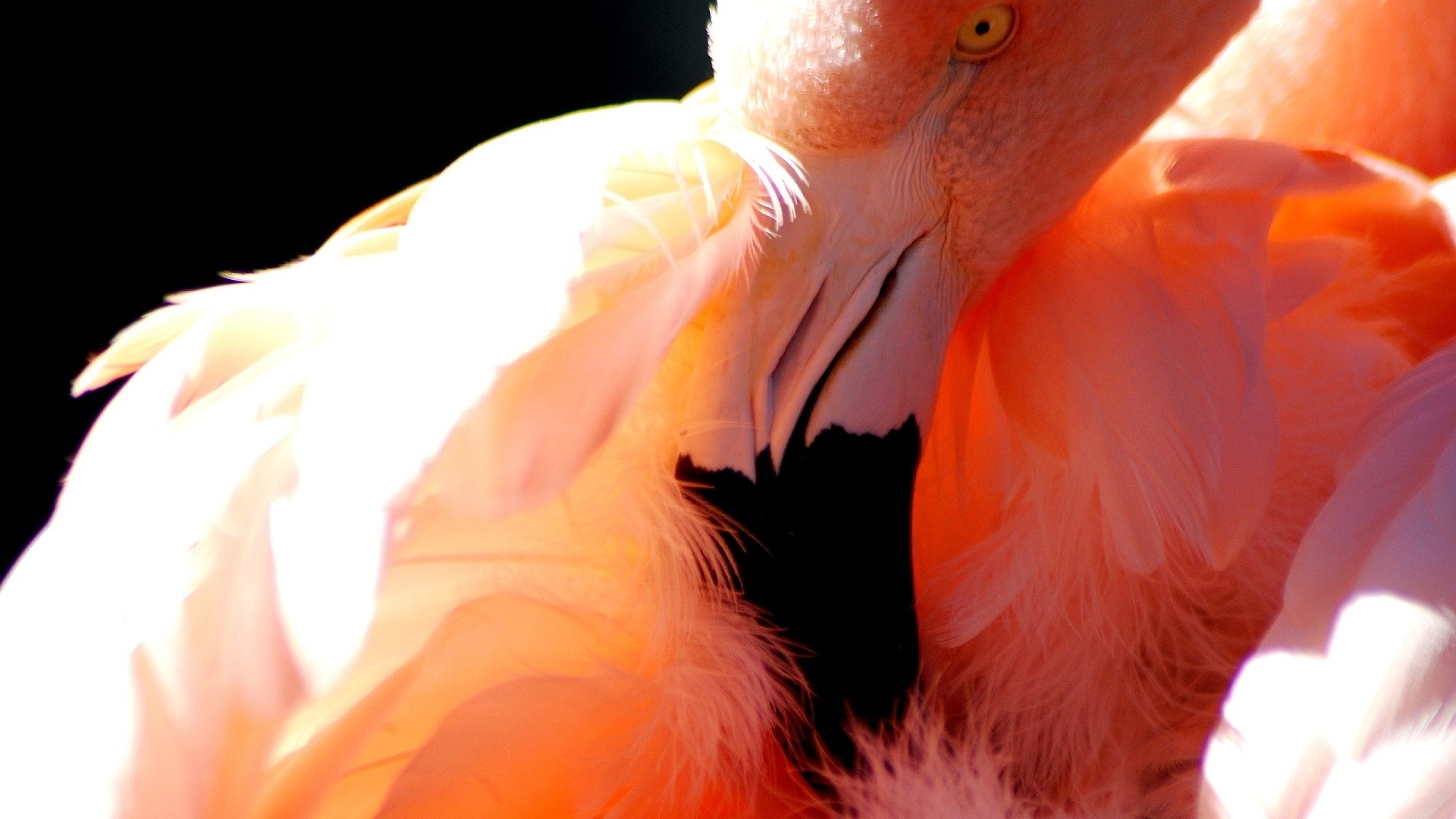 Close-up of a pink flamingo HD Wallpaper