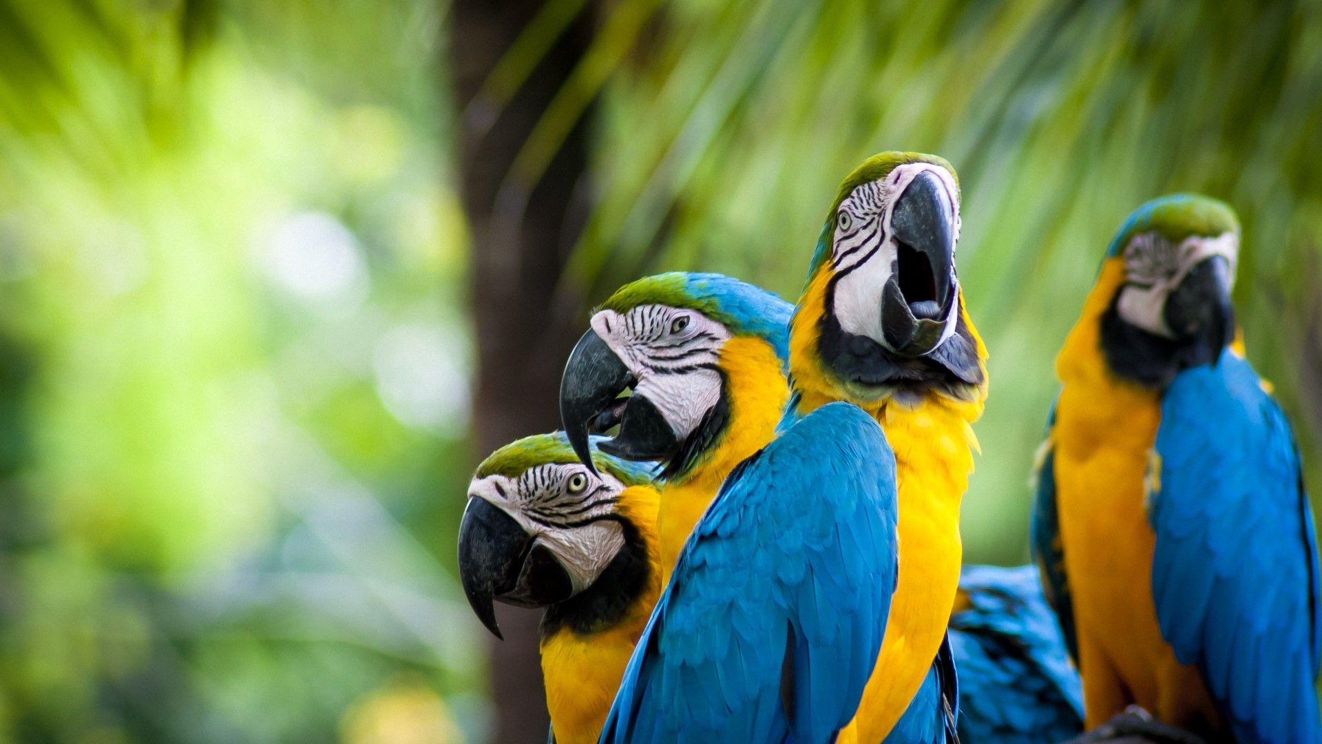 Four colorful parrots in a tropical setting HD Wallpaper