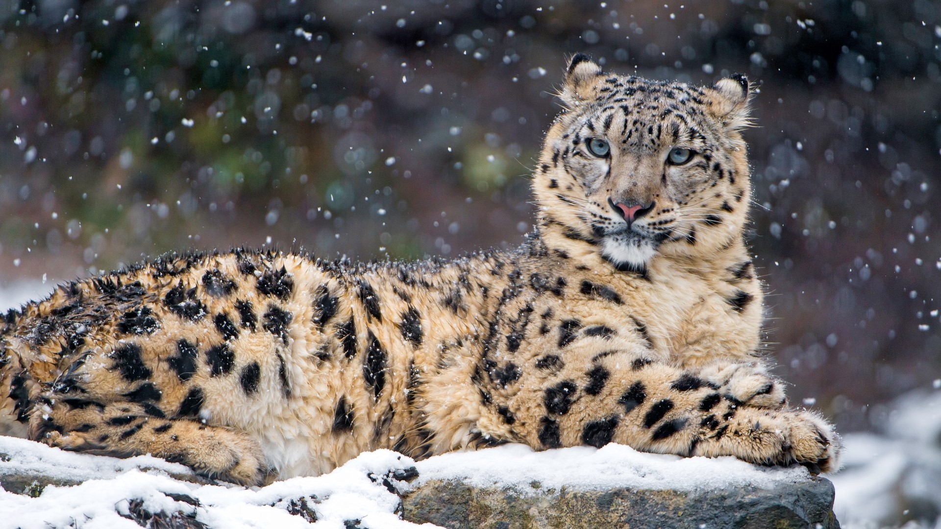 Snow Leopard in Snow HD Wallpaper
